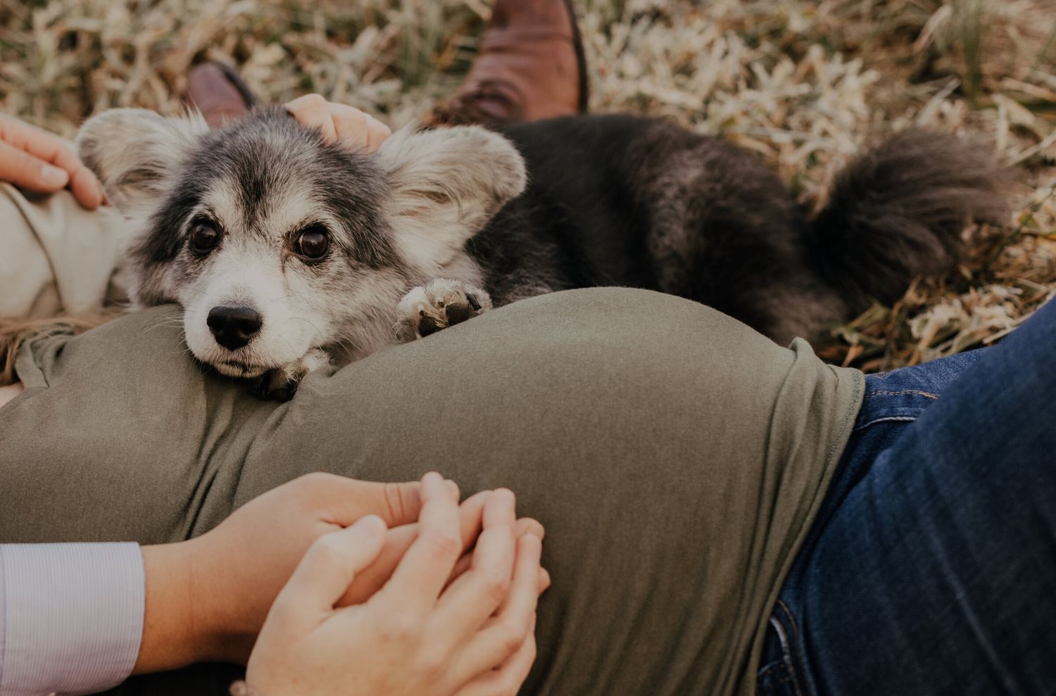 Close up of a friendly dog with fluffy ears resting on cushions.
