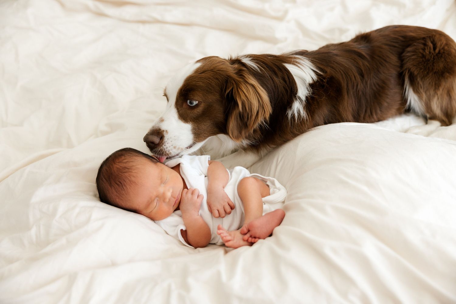 Sleeping newborn in white onesie with brown and white dog on white bedding.