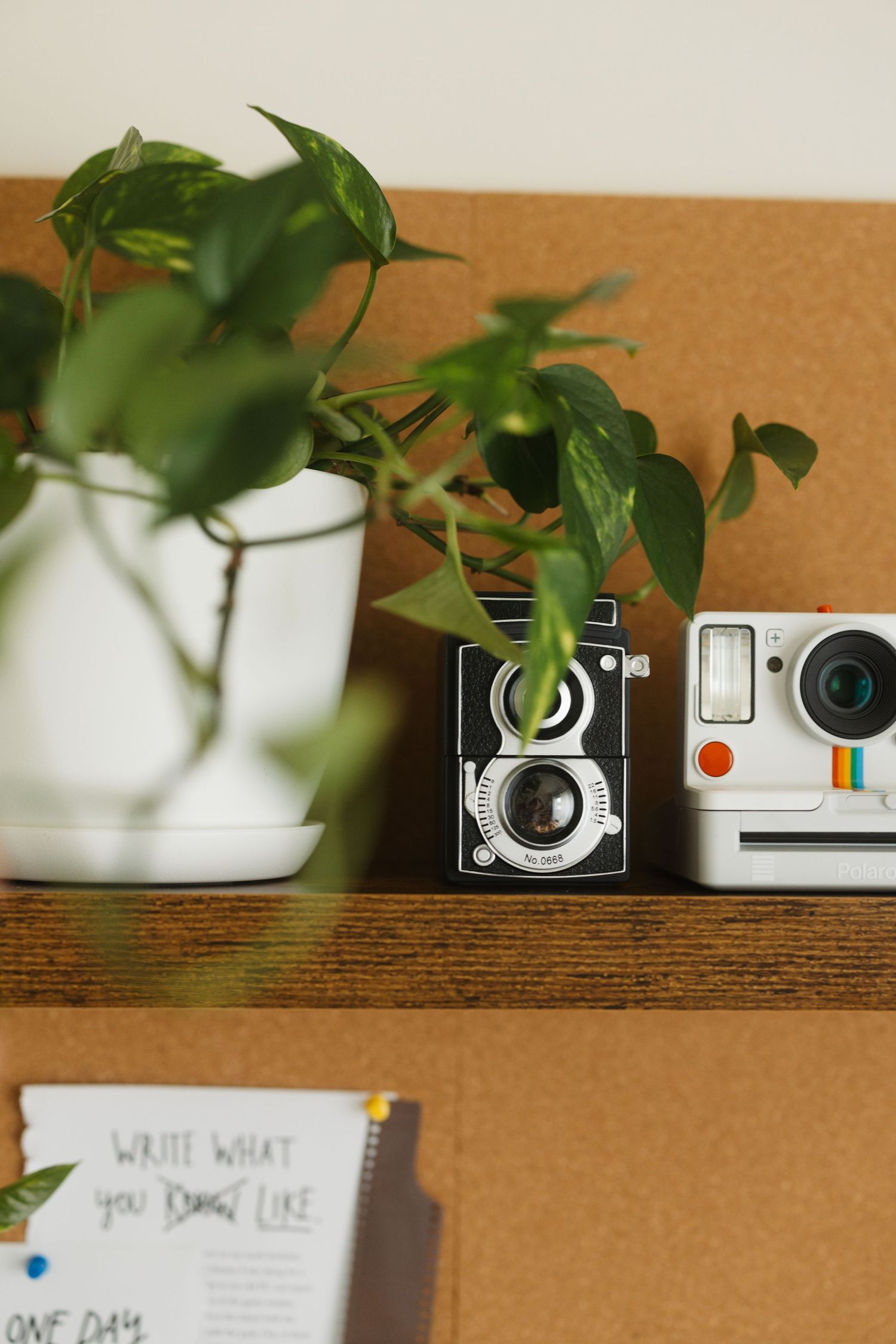 Vintage style photograph showing houseplants next to retro cameras on a wooden shelf against a neutral wall.