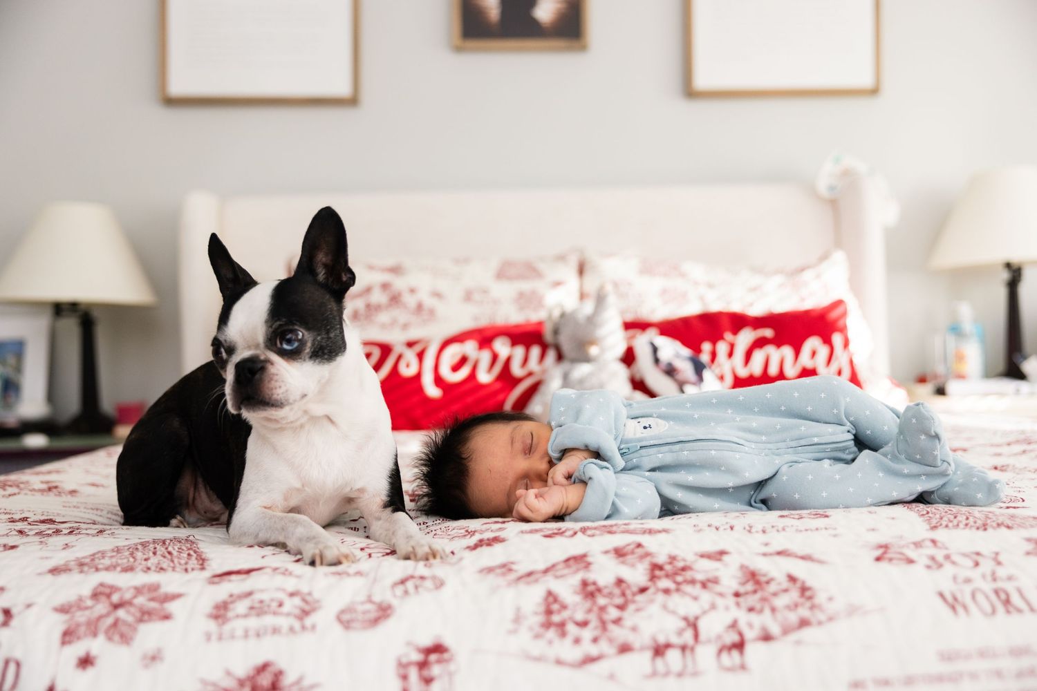 A Boston Terrier peeks into frame while a floral bedspread and frames decorate the background.