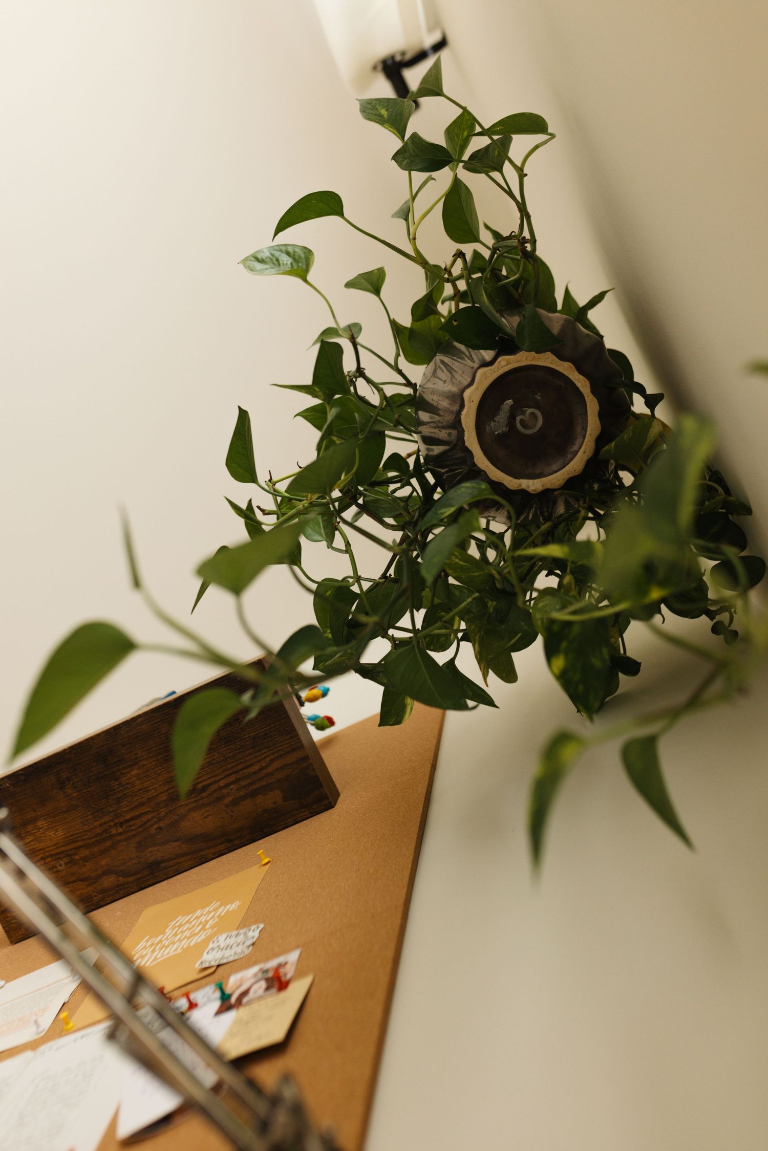 A potted green trailing plant sits atop a wooden desk surface with scattered paper documents in warm lighting.
