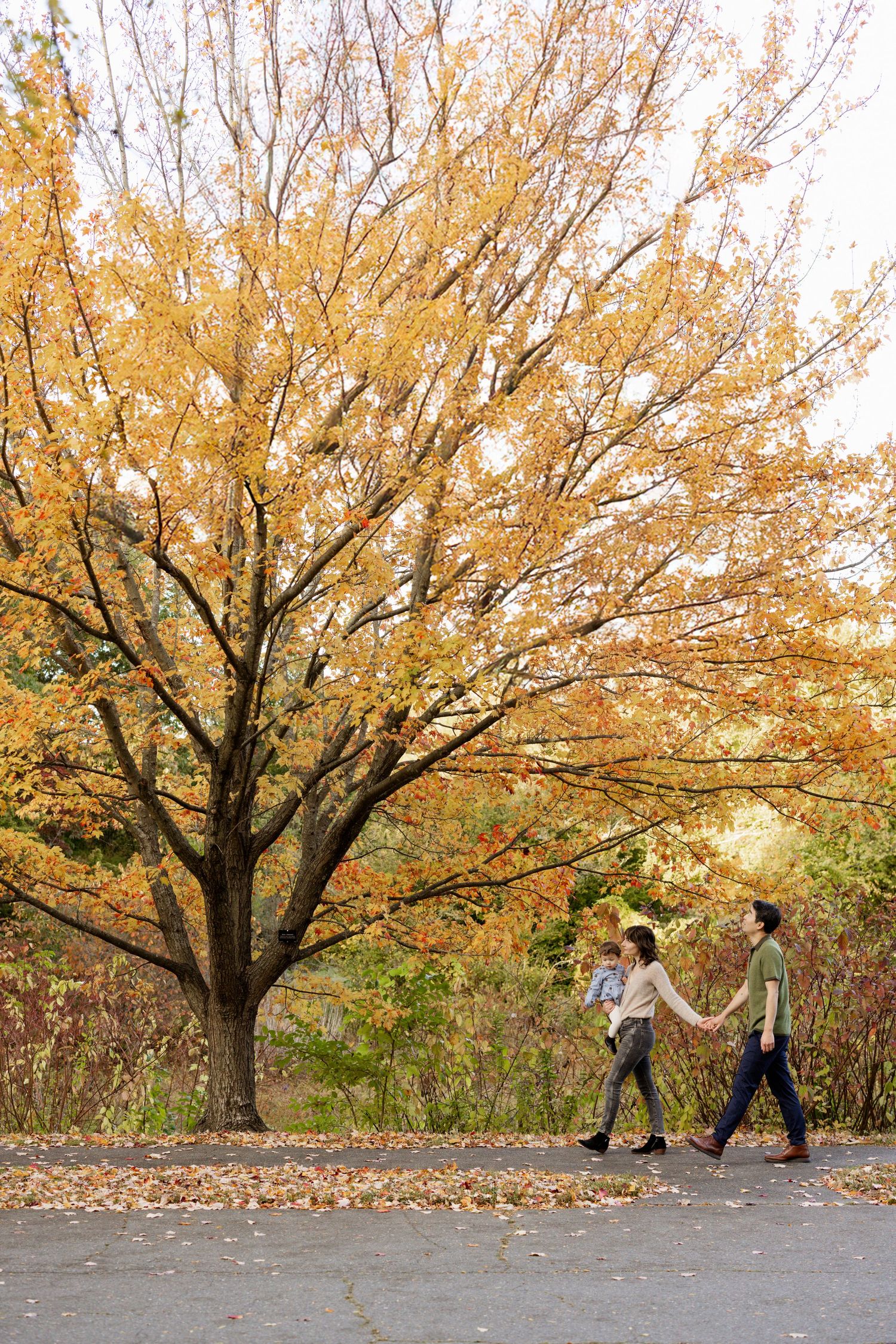 A sequence showing movement and play beneath golden autumn trees on a paved path.