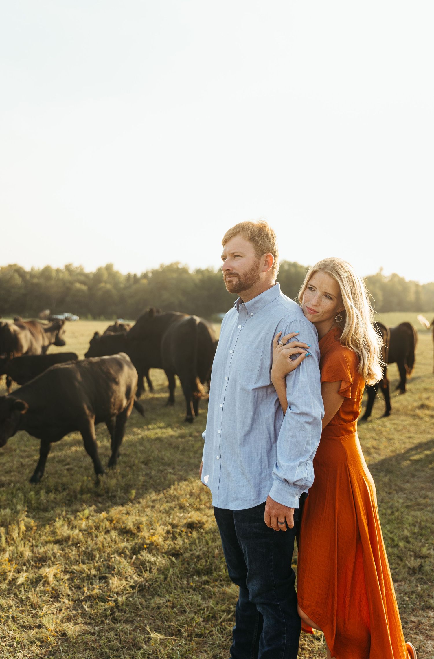 A couple embraces in a golden field at sunset with grazing cattle in the background.