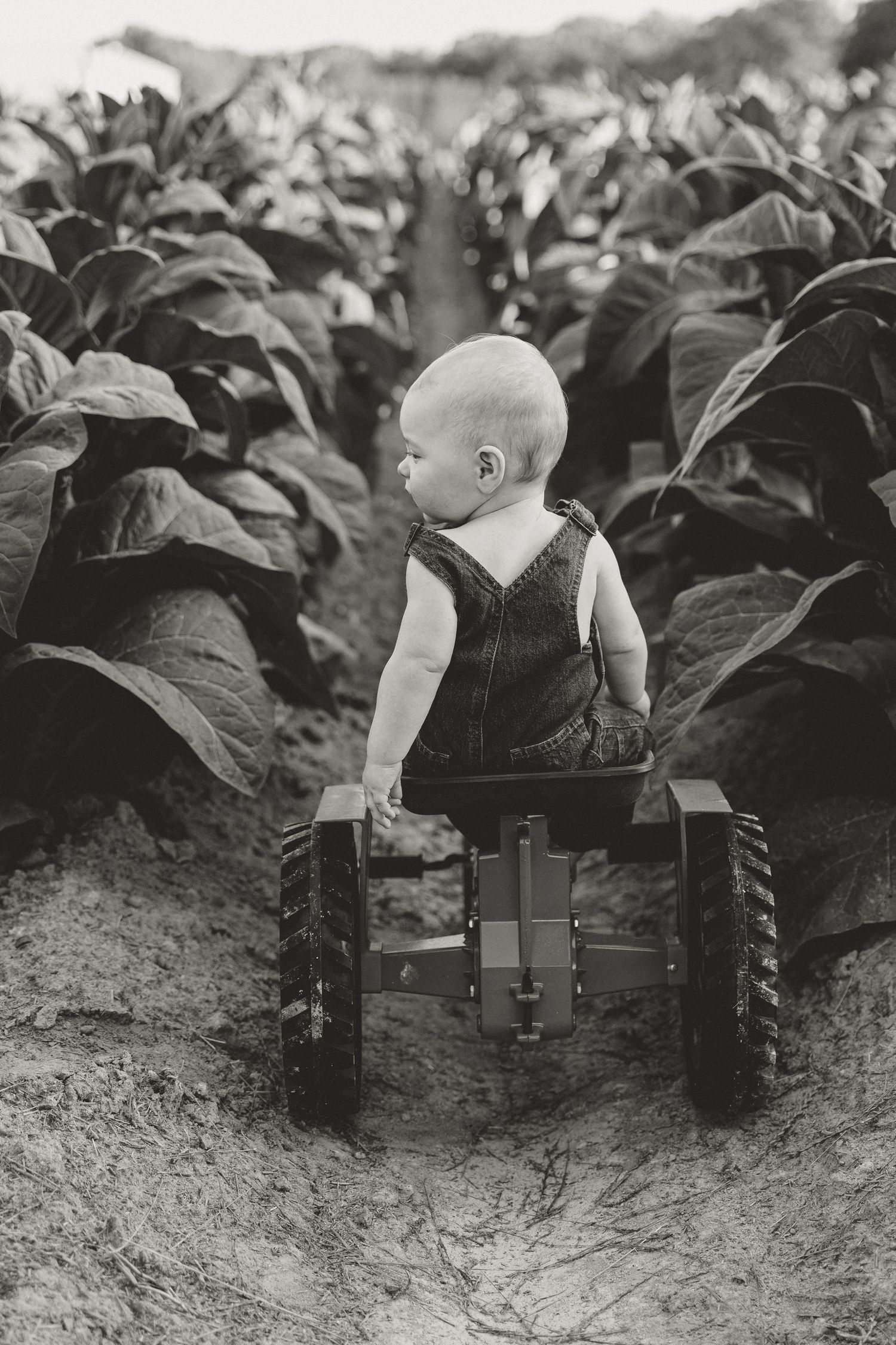 A young child inspects tobacco plants while riding a small cart in a vintage black and white photograph.
