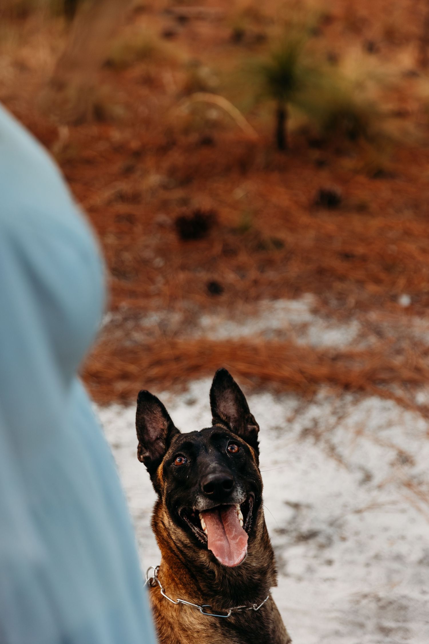 A sequence of photos showing a happy Belgian Malinois dog with its mouth open and tongue out.