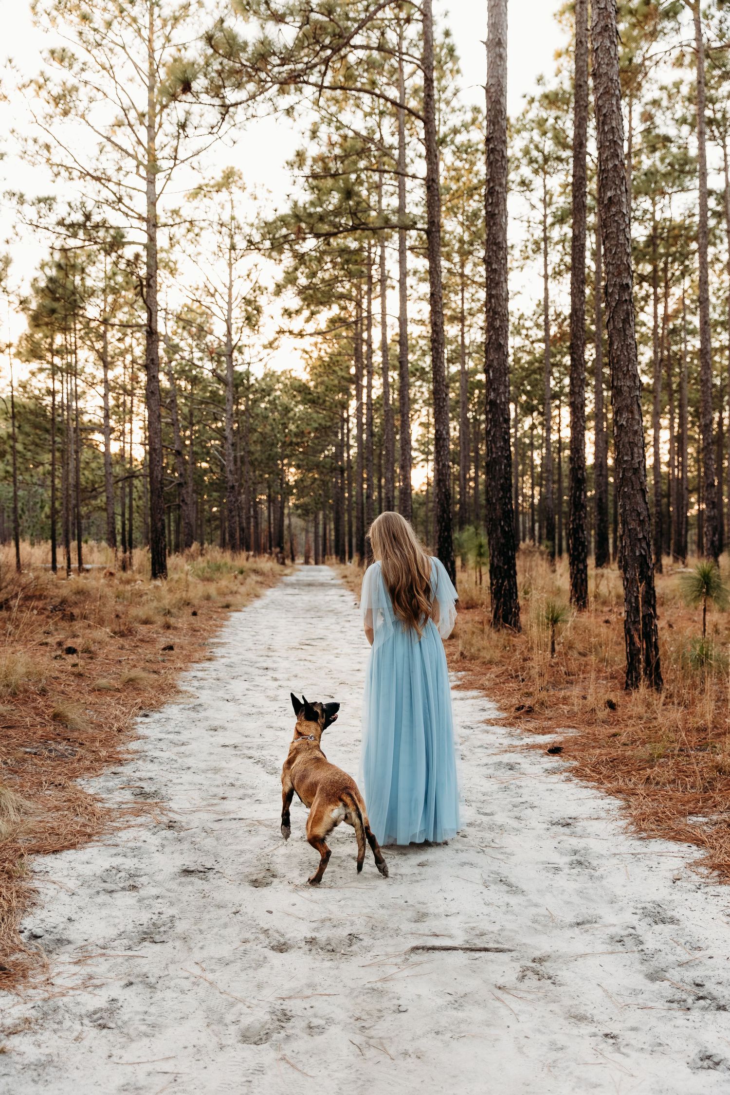 A person in a blue dress walks with their dog along a forest path lined with tall pine trees at sunset.