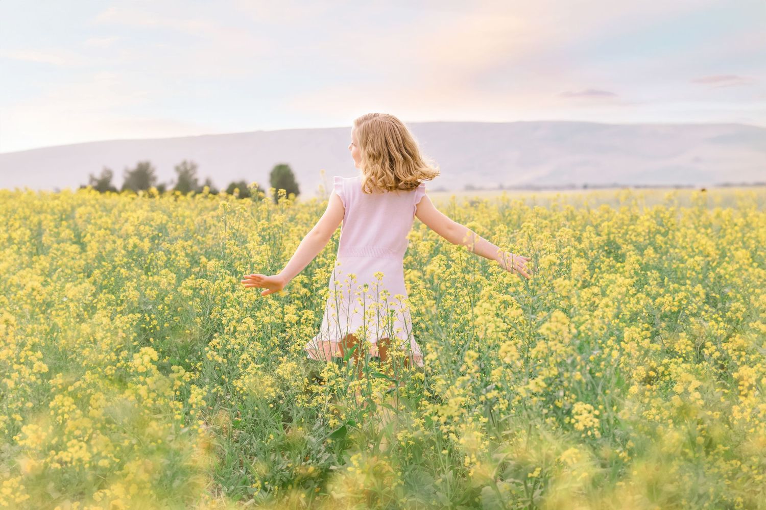 Dreamy sunset scene in a vibrant yellow canola field.