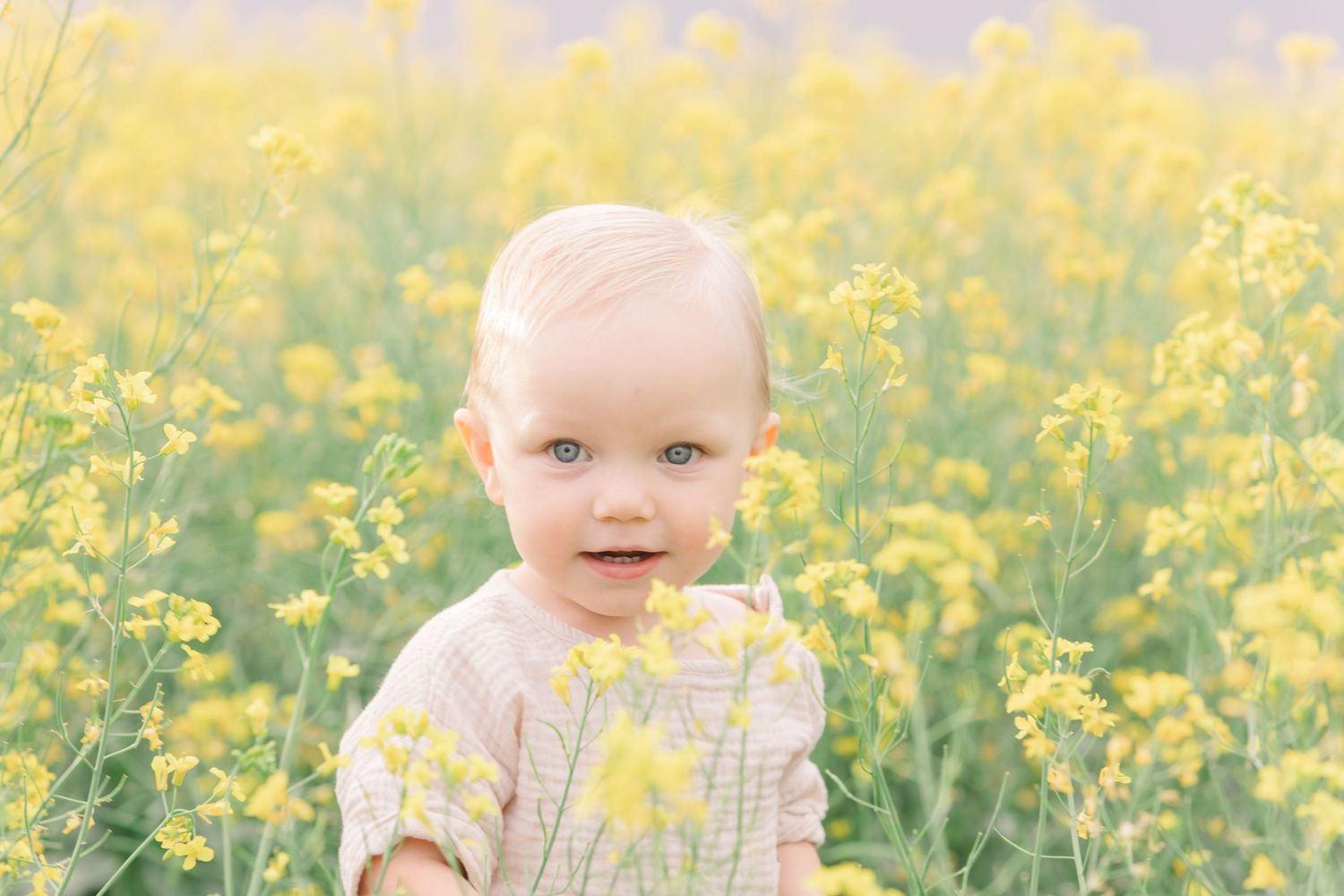 Beautiful yellow canola field backdrop with soft golden lighting.