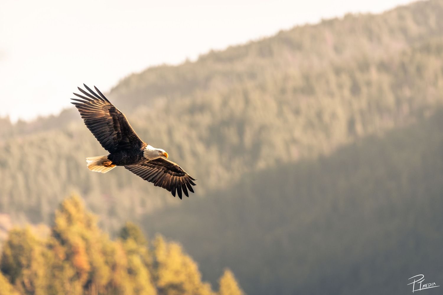 A majestic white-tailed eagle soars through the air against a backdrop of golden autumn mountains and forests.