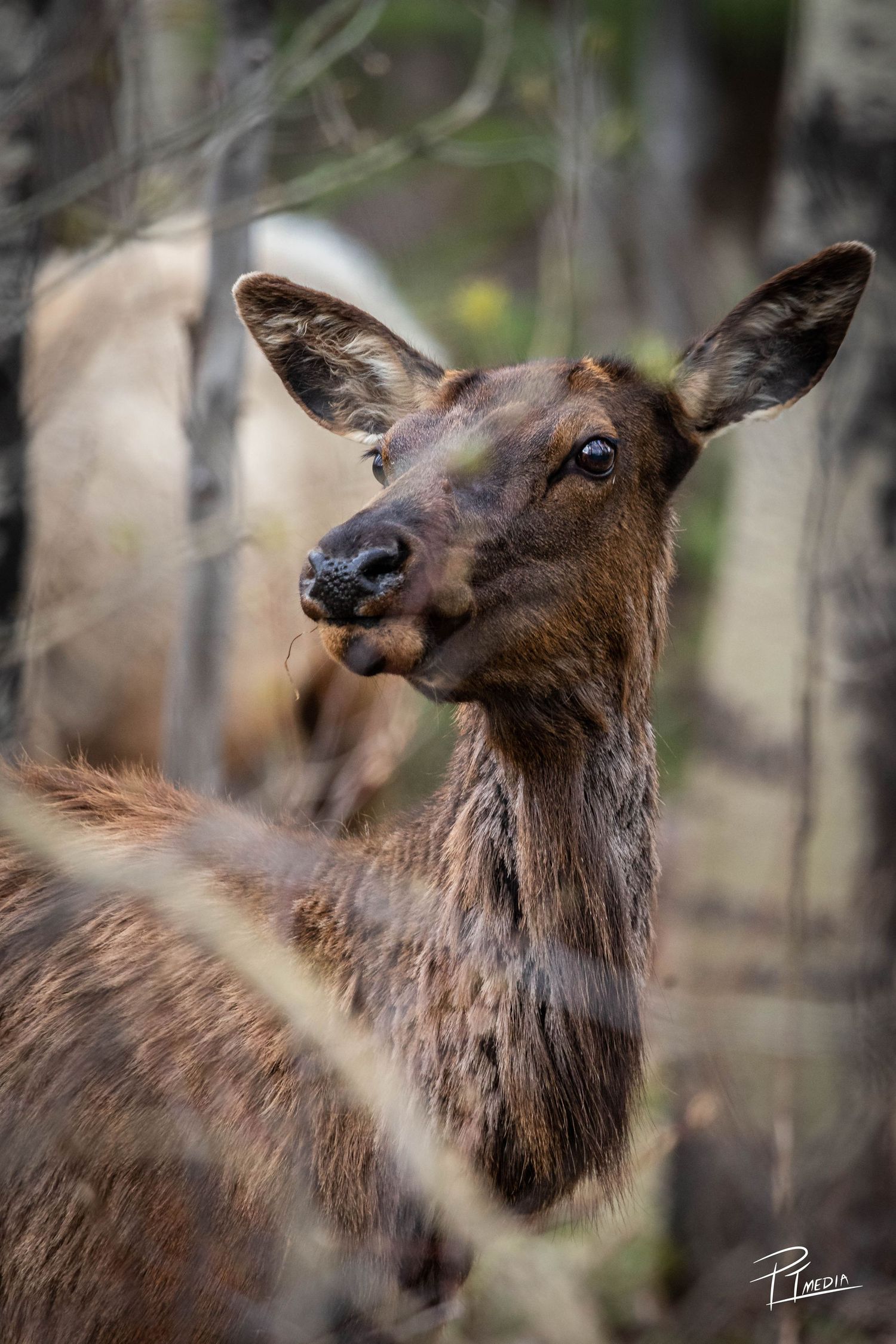 A young moose in the forest with brown fur looking upward in a sequence of close-up profile shots.