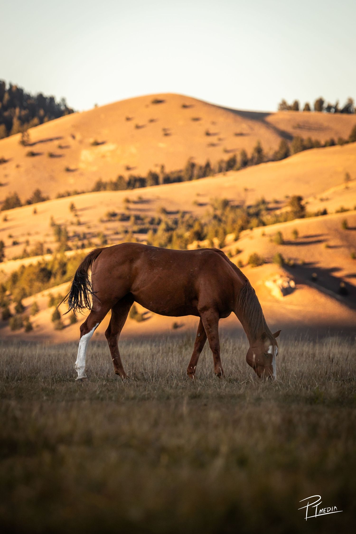 Three horses graze in a golden meadow at sunset with rolling hills in the background.