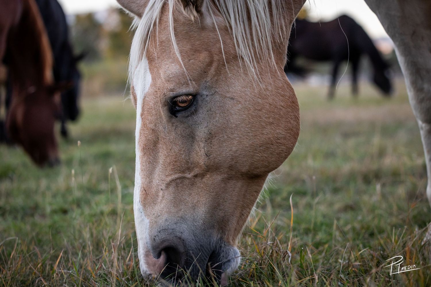 Close-up side view of a brown horse's face grazing in a grassy field during golden hour.