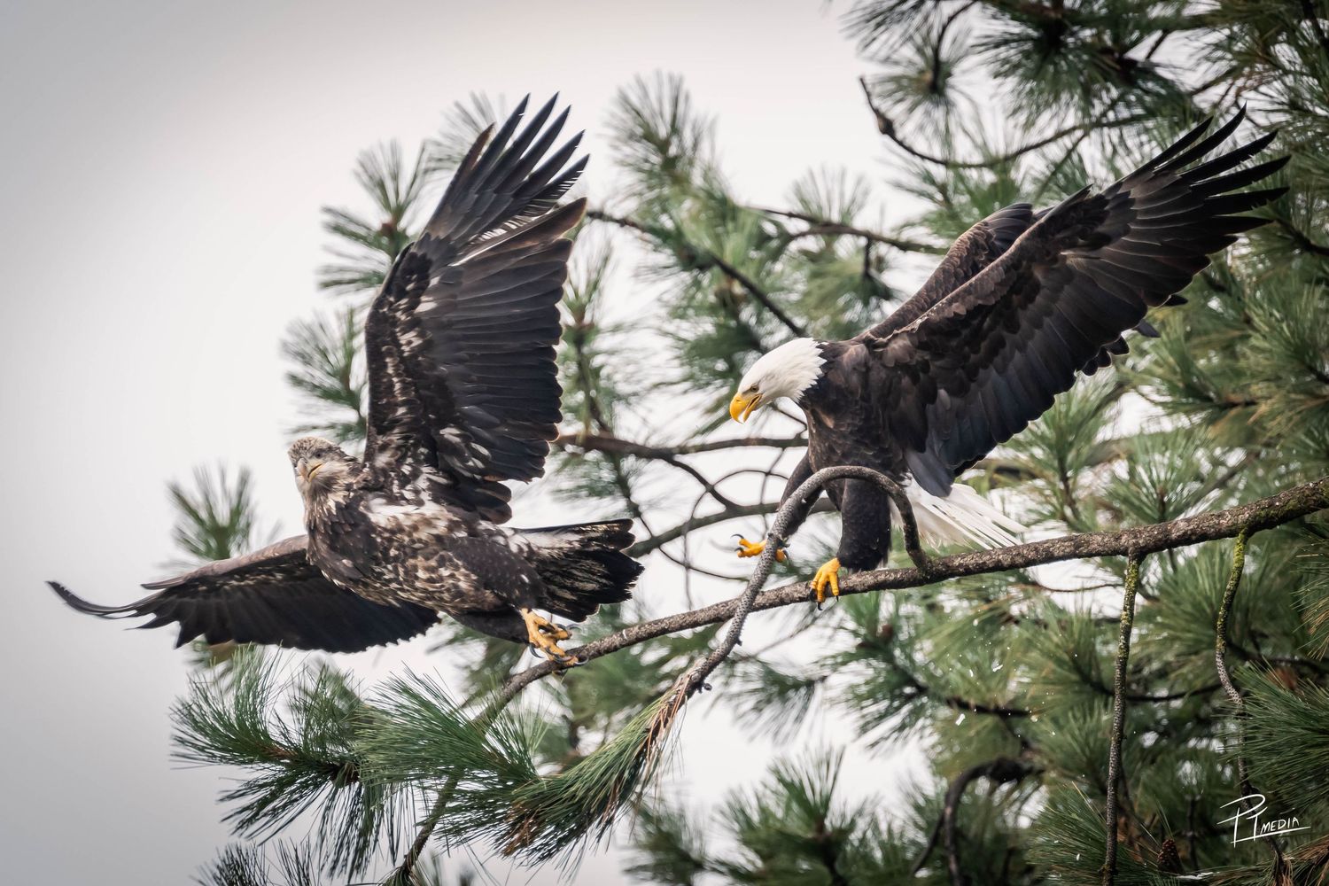 A majestic bald eagle spreads its wings while perched on a pine tree branch against a cloudy sky.
