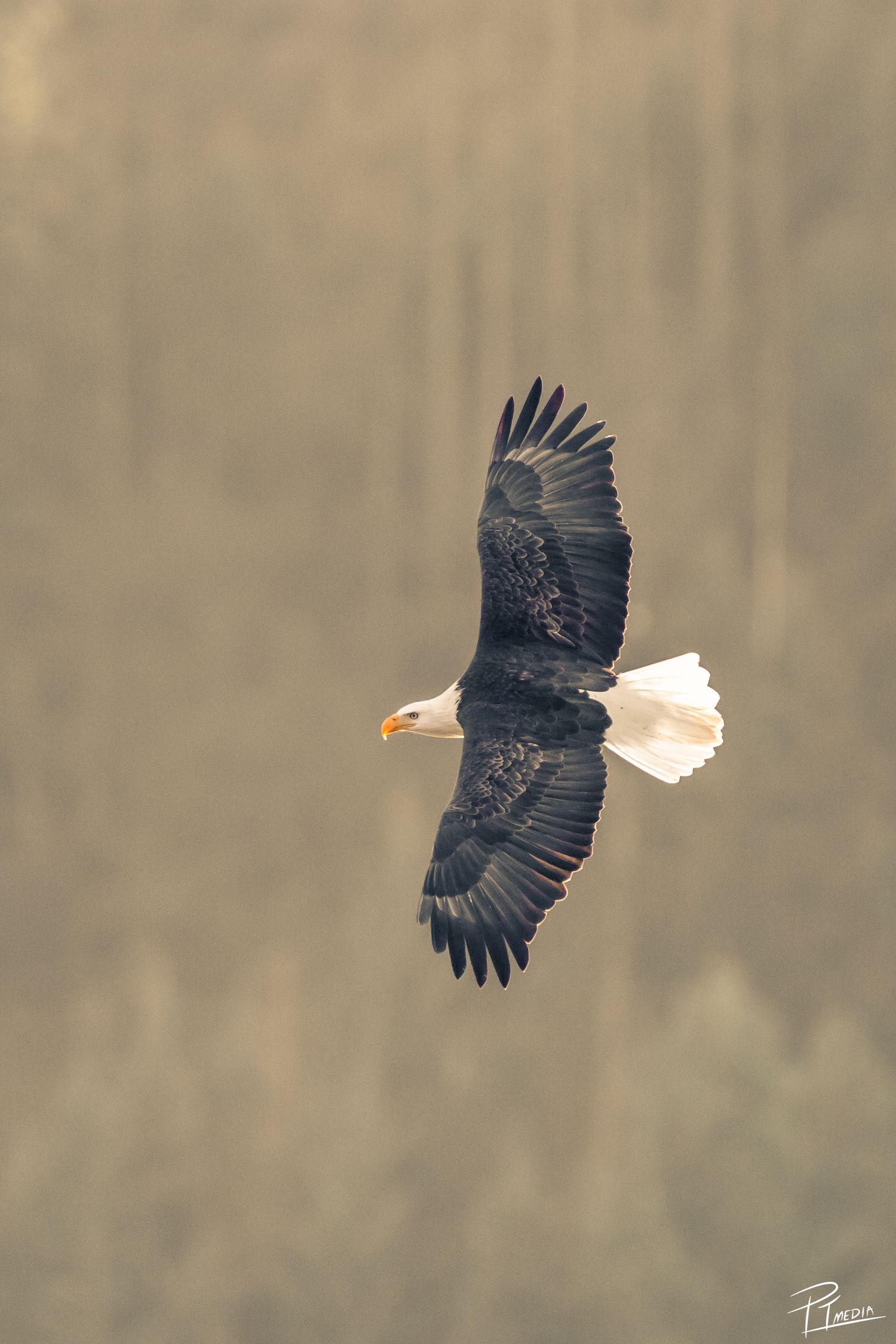 A bald eagle soars majestically through the air with its wings spread wide against a blurred natural background.