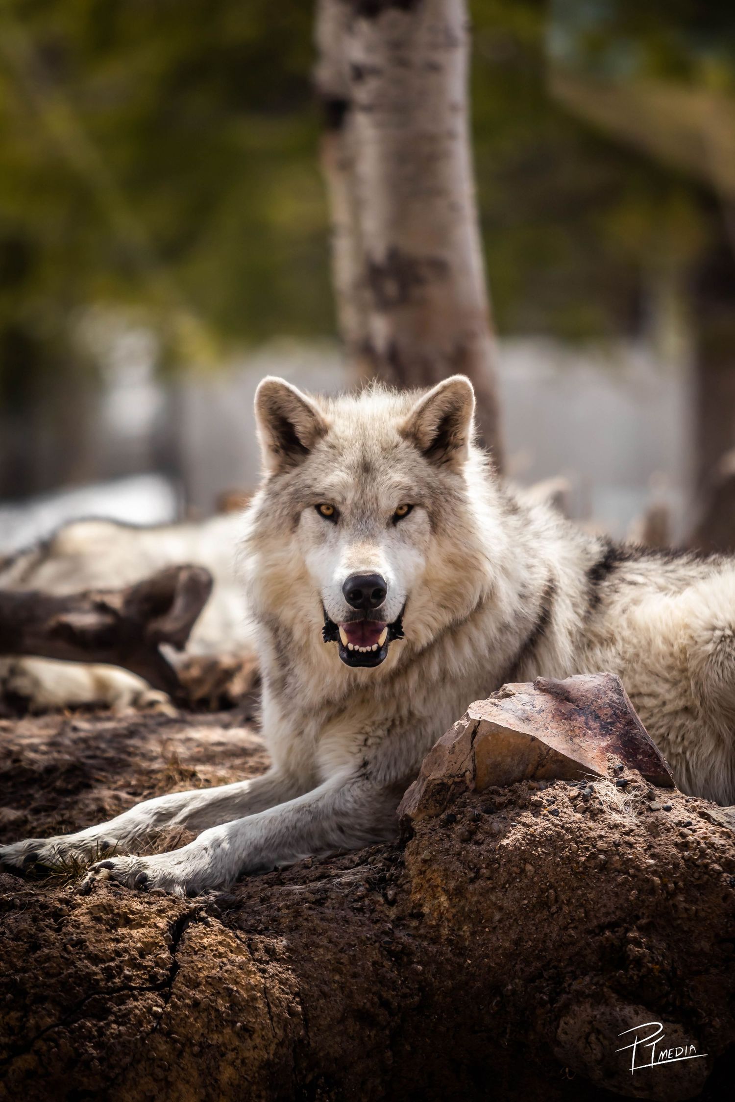 A grey wolf rests alertly on a dirt mound in a forest setting with birch trees visible in the background.