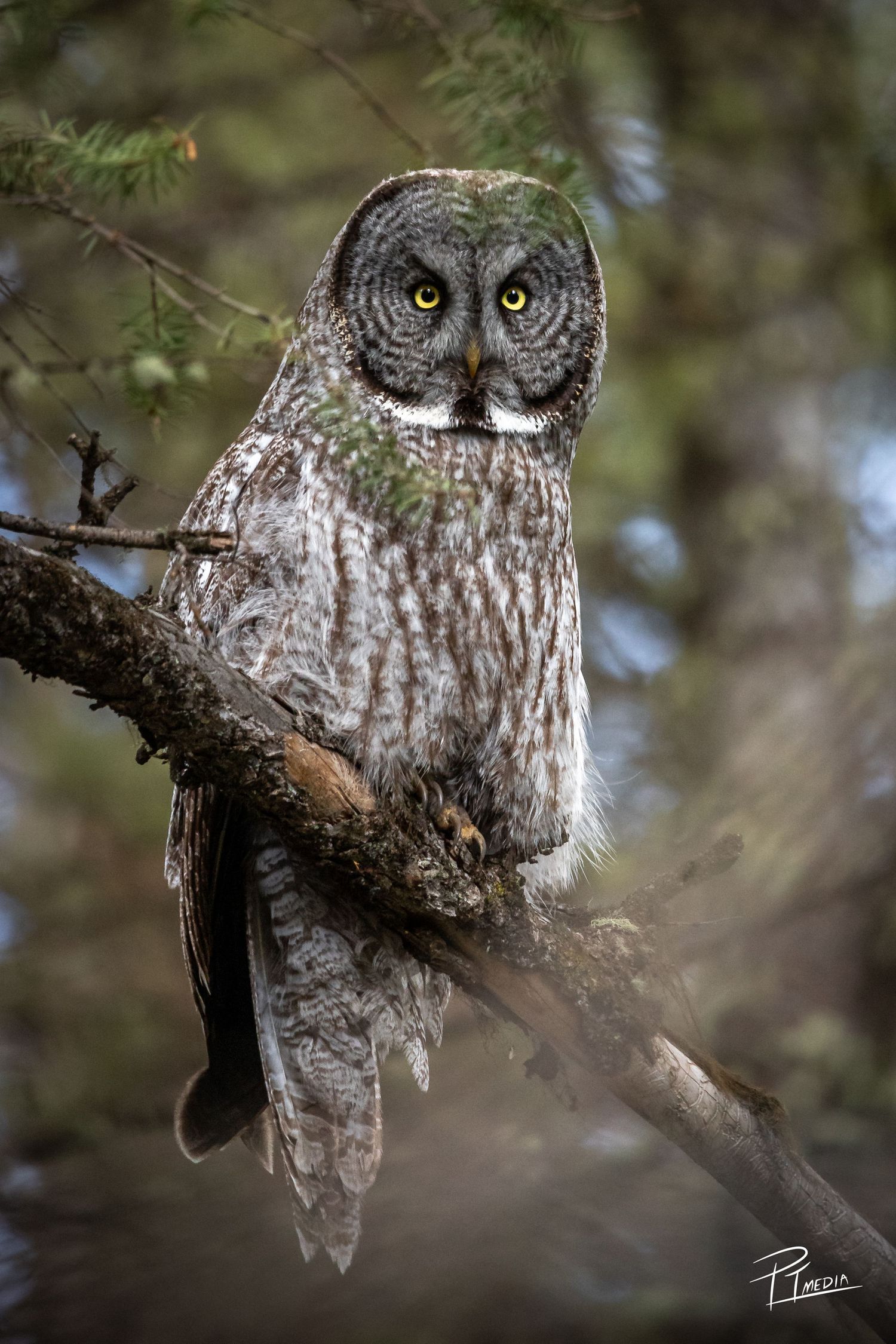 A majestic Great Gray Owl perches alertly on a tree branch in a misty forest setting.