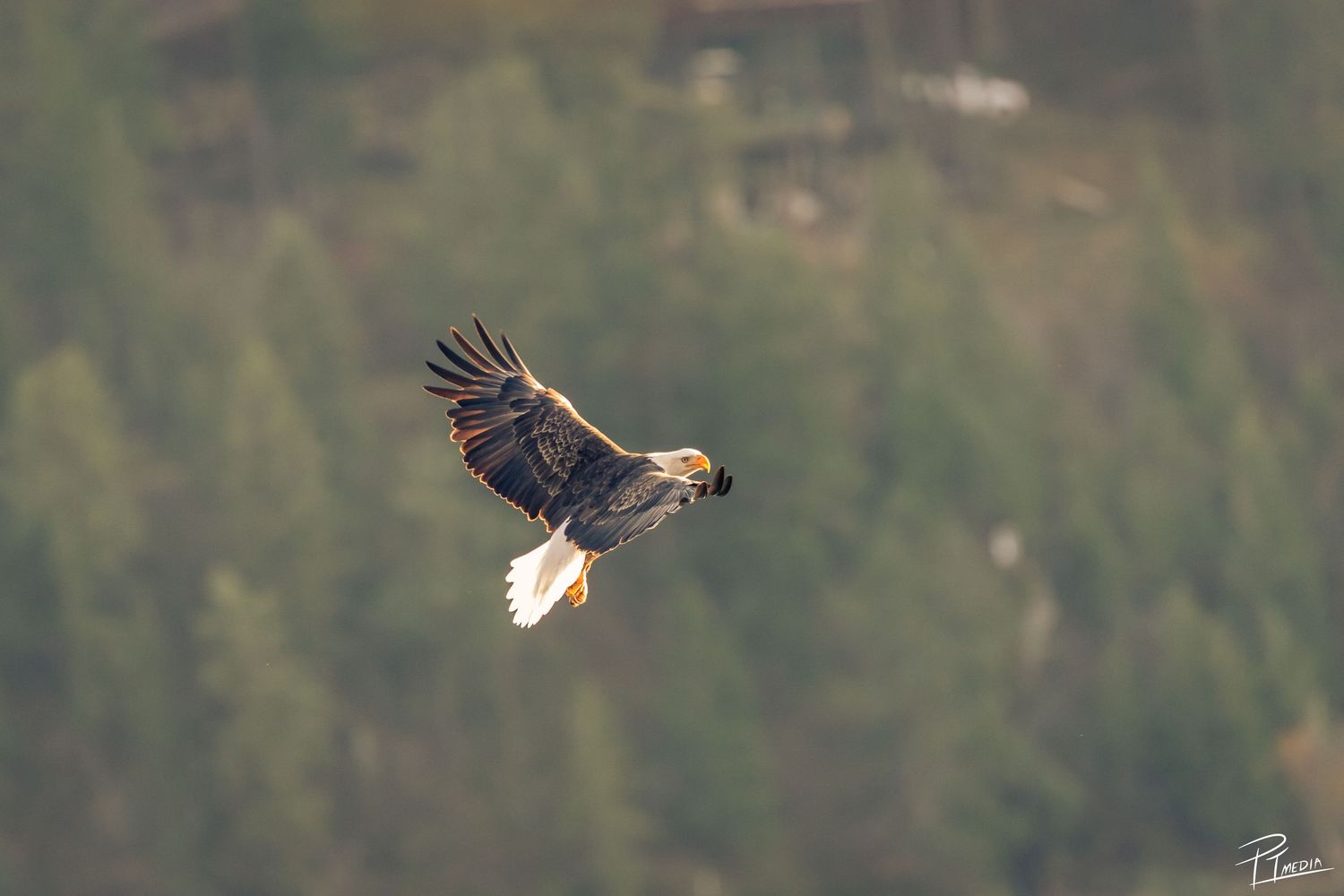 An eagle soars gracefully through the air with wings spread wide against a blurred natural background.