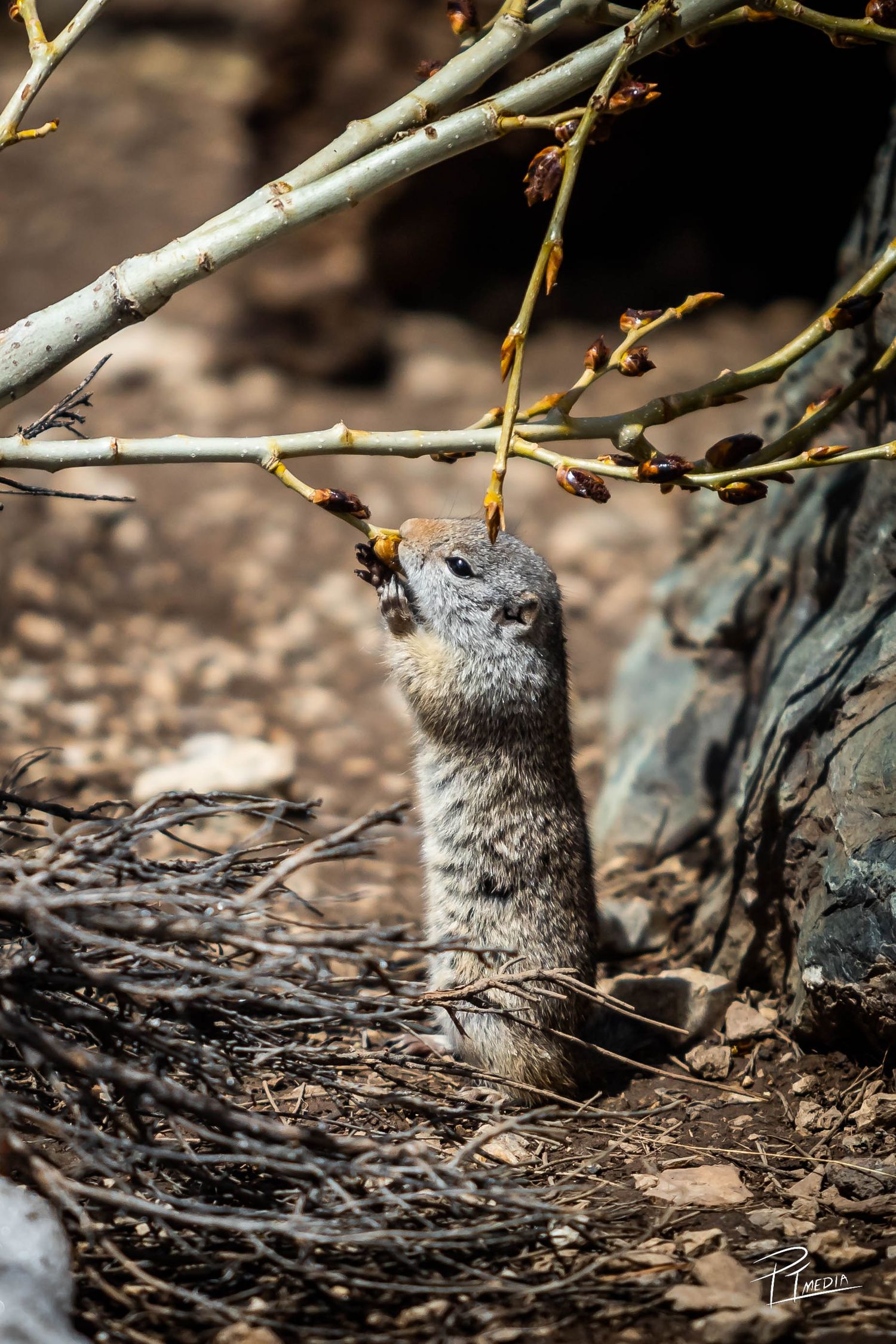 A curious ground squirrel stands alert and watchful among twigs and branches in a natural woodland setting.