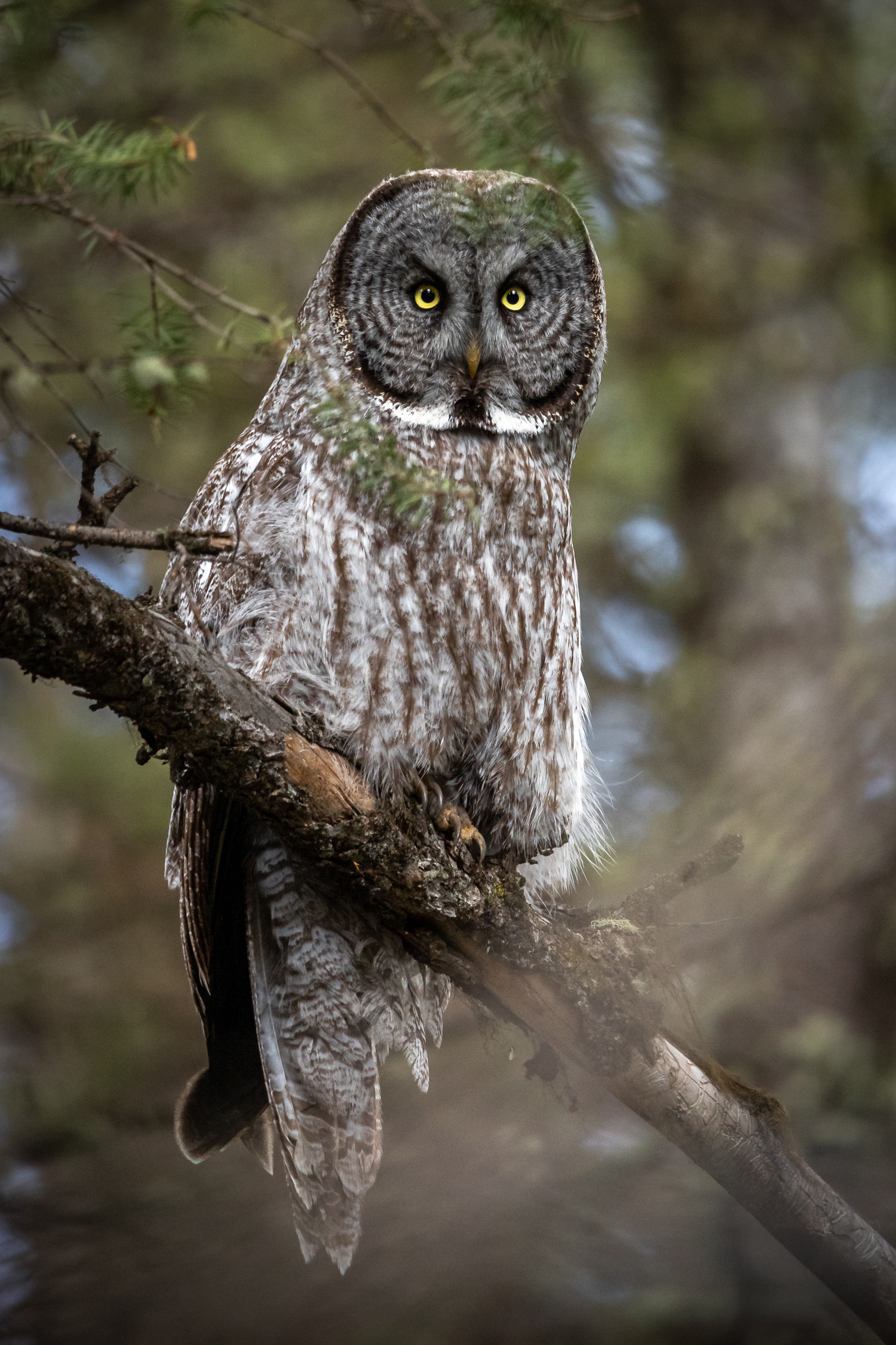 Great grey owl perched on a tree branch with piercing yellow eyes and mottled feathers.