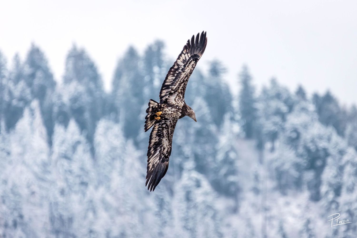 A majestic eagle soars through the air against a snowy forest backdrop in winter.