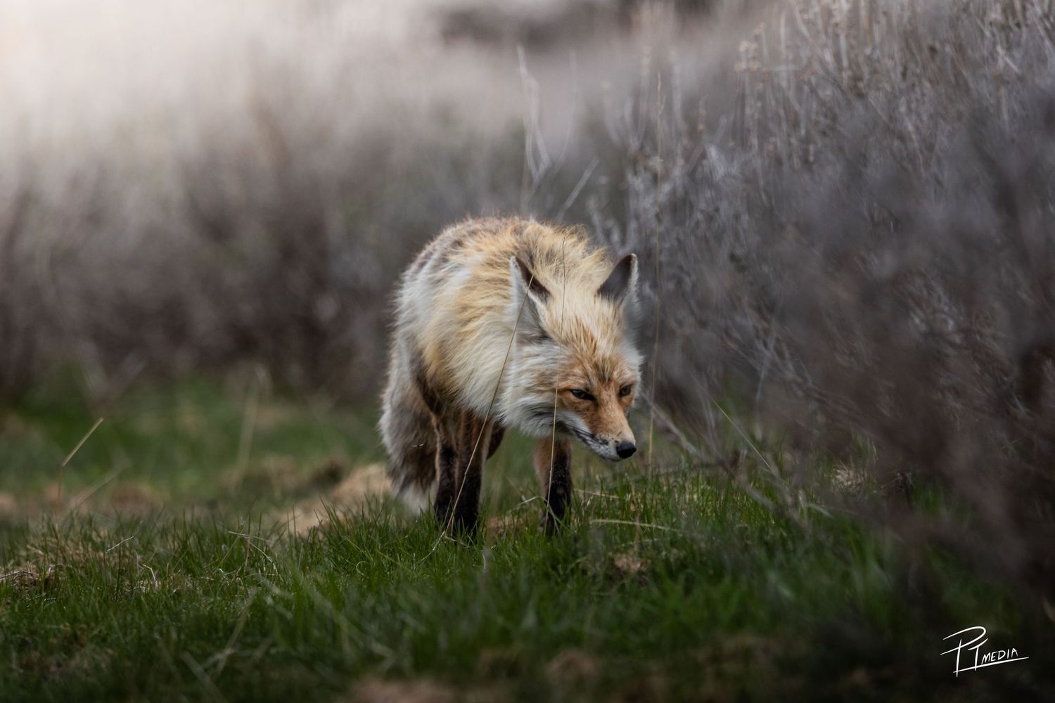 Red fox walking through a misty forest landscape during dawn or dusk.
