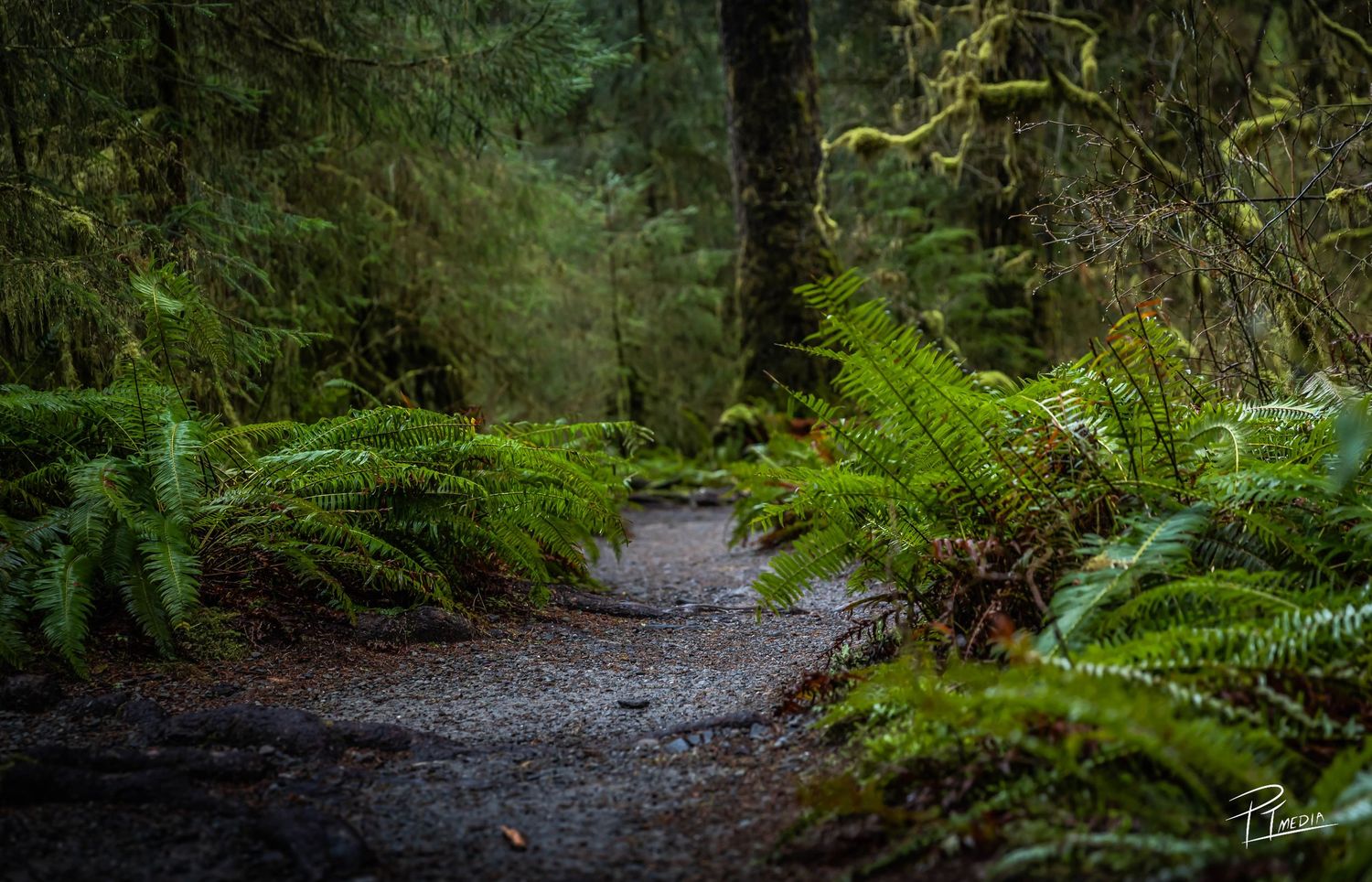 A winding dirt trail leads through a lush green forest with ferns and moss-covered trees.
