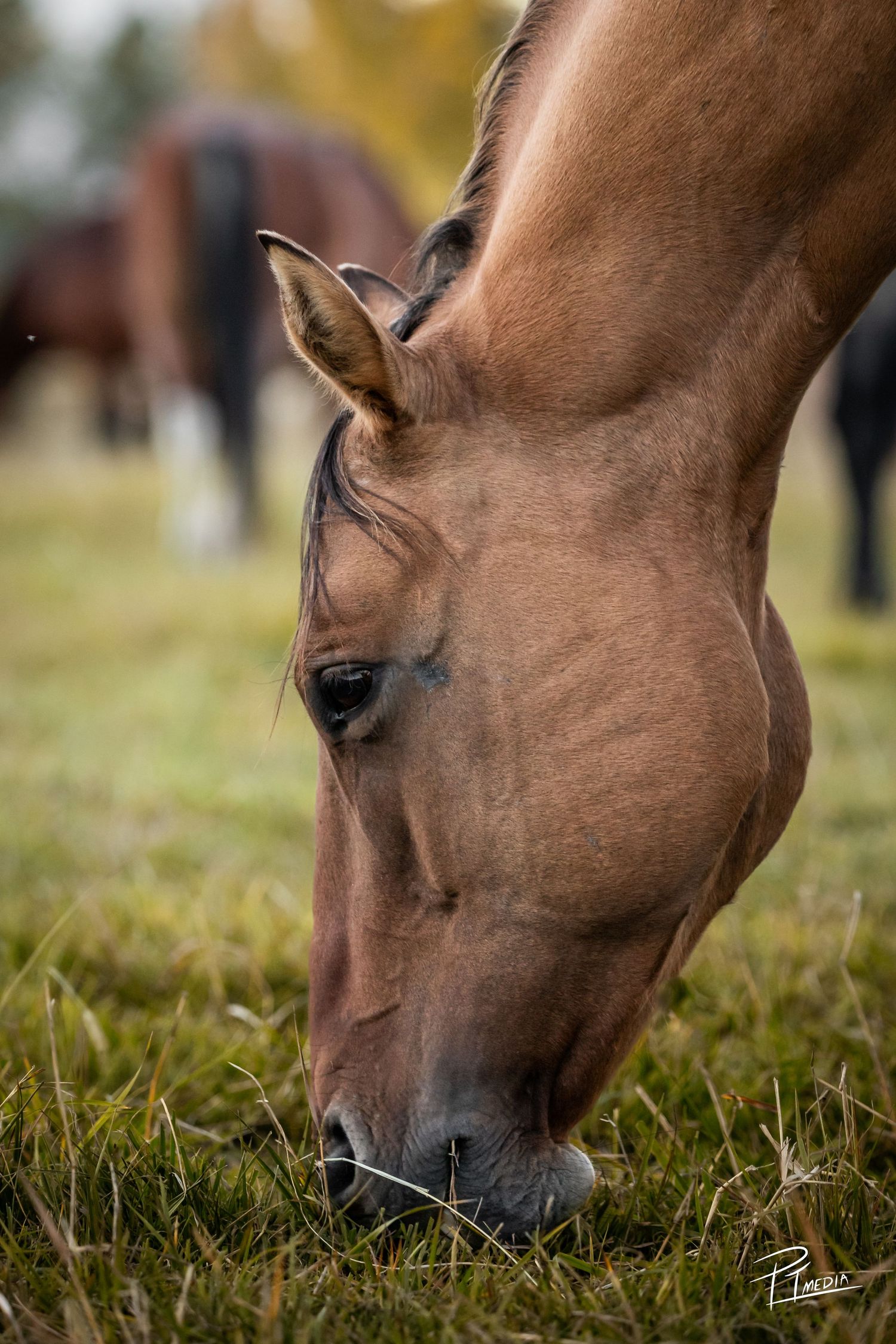 Close-up profile view of a brown horse grazing on grass with soft bokeh background.