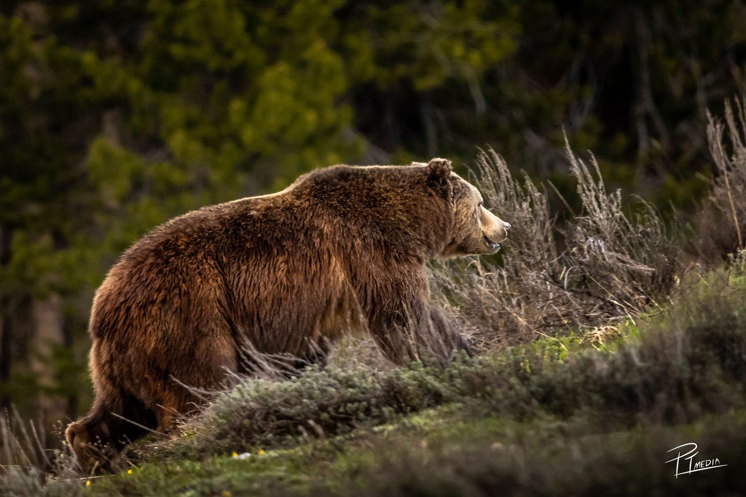 A brown grizzly bear walking along a grassy hillside slope in natural wilderness terrain.