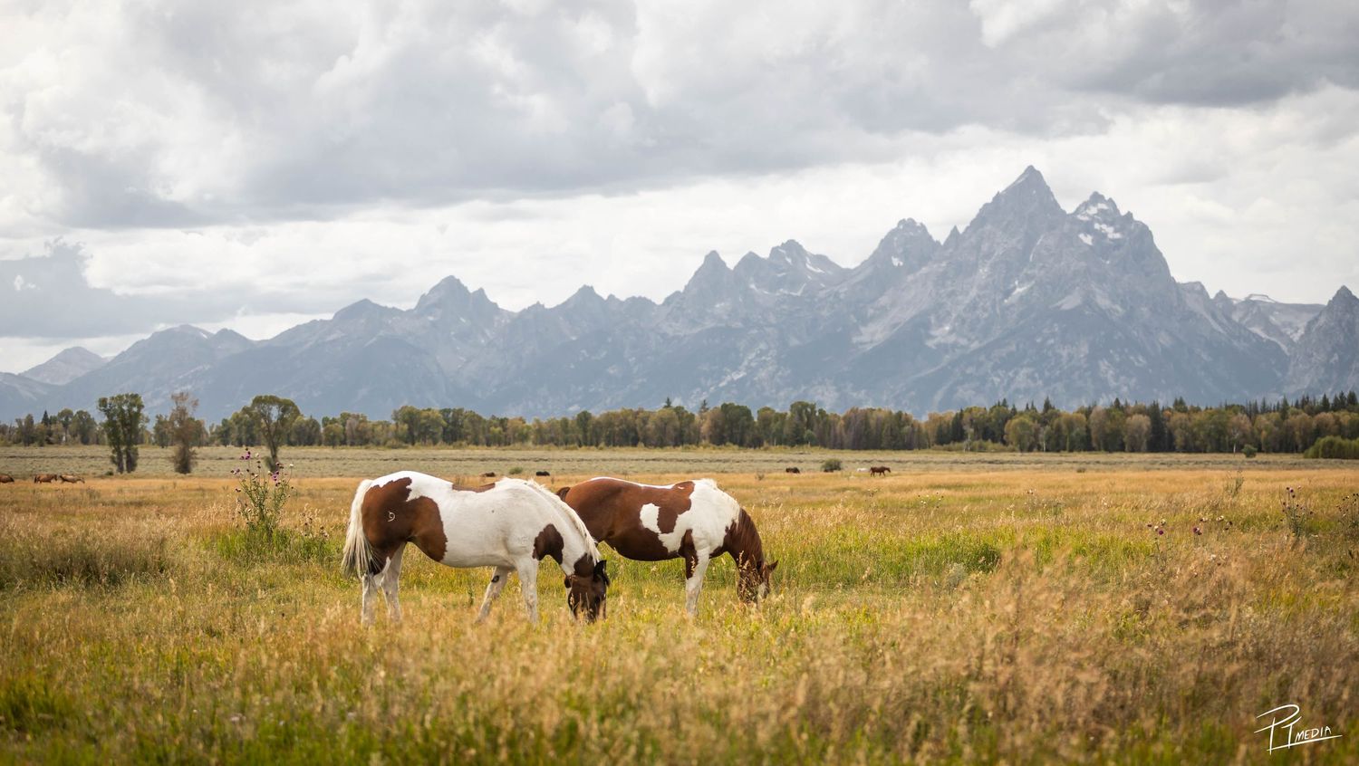 Scenic panoramic view of the Grand Teton mountain range with grazing horses in a golden meadow under cloudy skies.