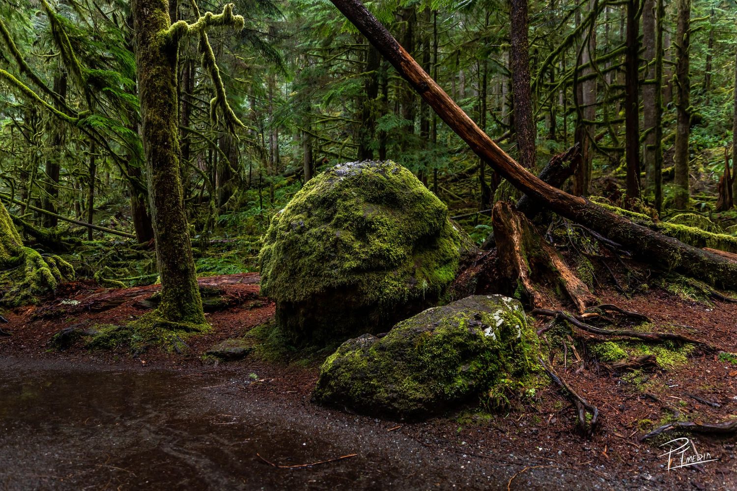 A lush green mossy forest with towering evergreen trees and fallen logs creates a mystical Pacific Northwest atmosphere.