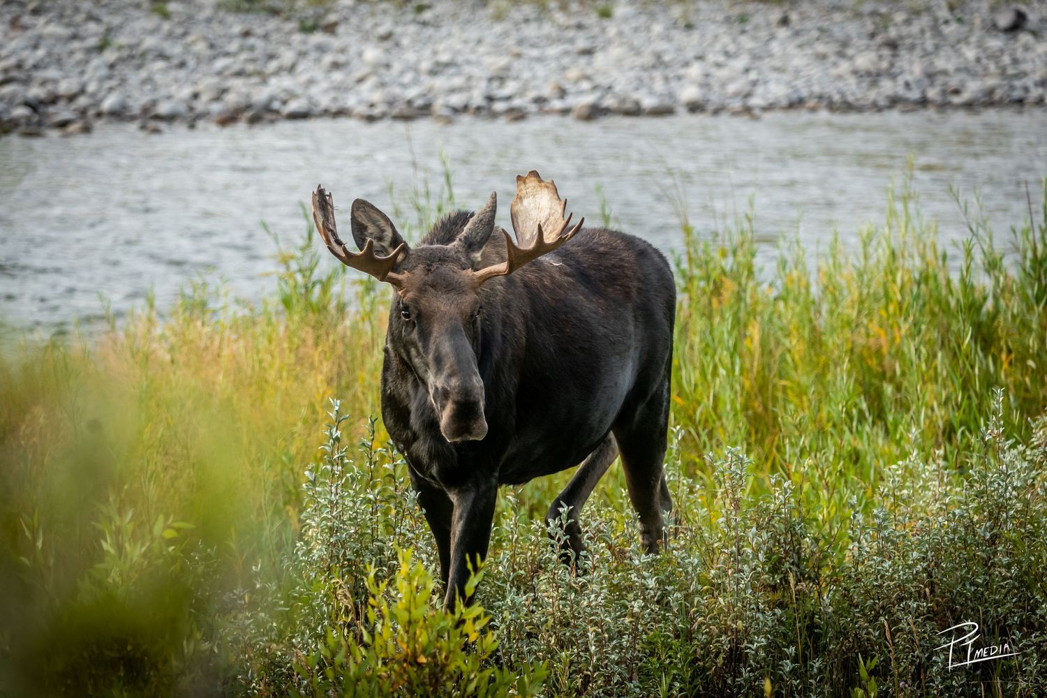 Bull moose wading through shallow water and vegetation along a riverbank in natural wilderness setting.