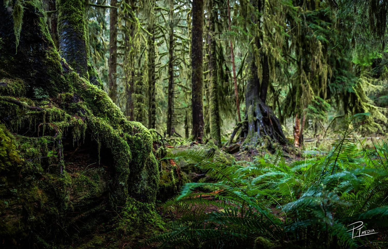 Lush green forest panorama with towering evergreen trees and ferns in Olympic National Park.