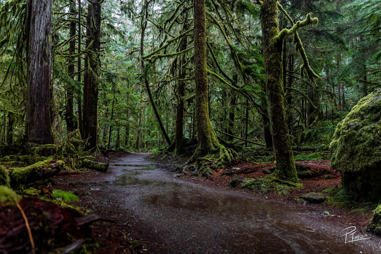 A mossy forest trail winds through towering evergreen trees in the Pacific Northwest rainforest.