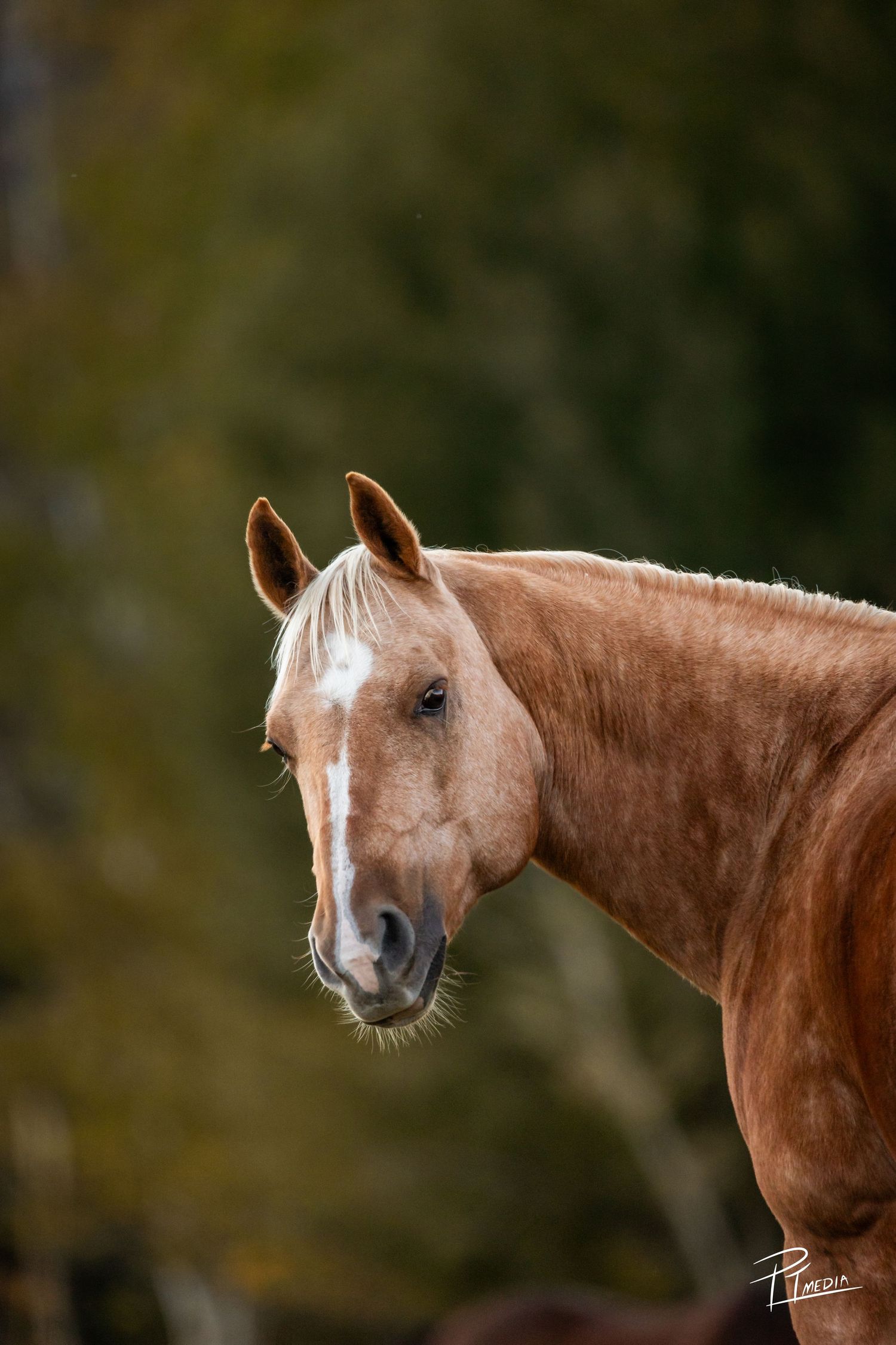 Close-up portrait of a chestnut horse with a white blaze against a dark background.