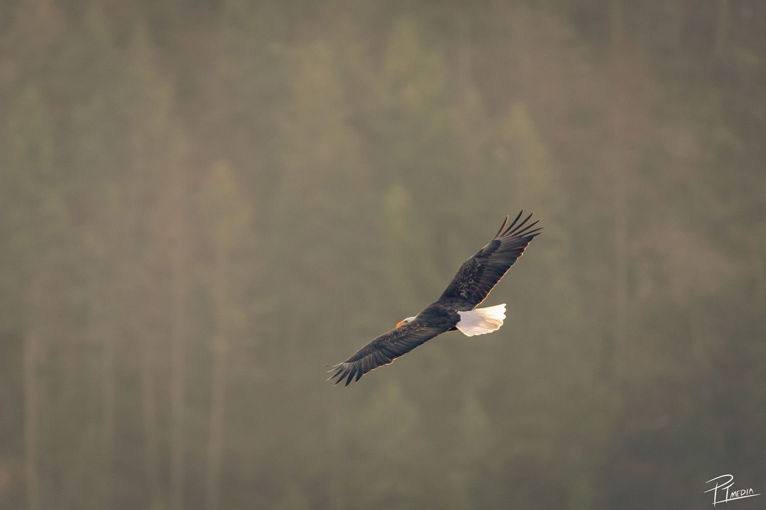 A bald eagle soars gracefully through the sky with its wings spread wide against a blurred forest background.