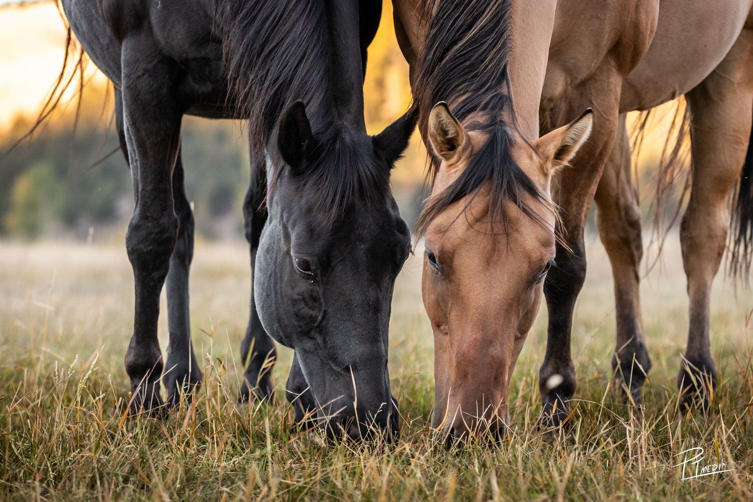 A row of horse legs and hooves standing in a grassy field during golden hour lighting.