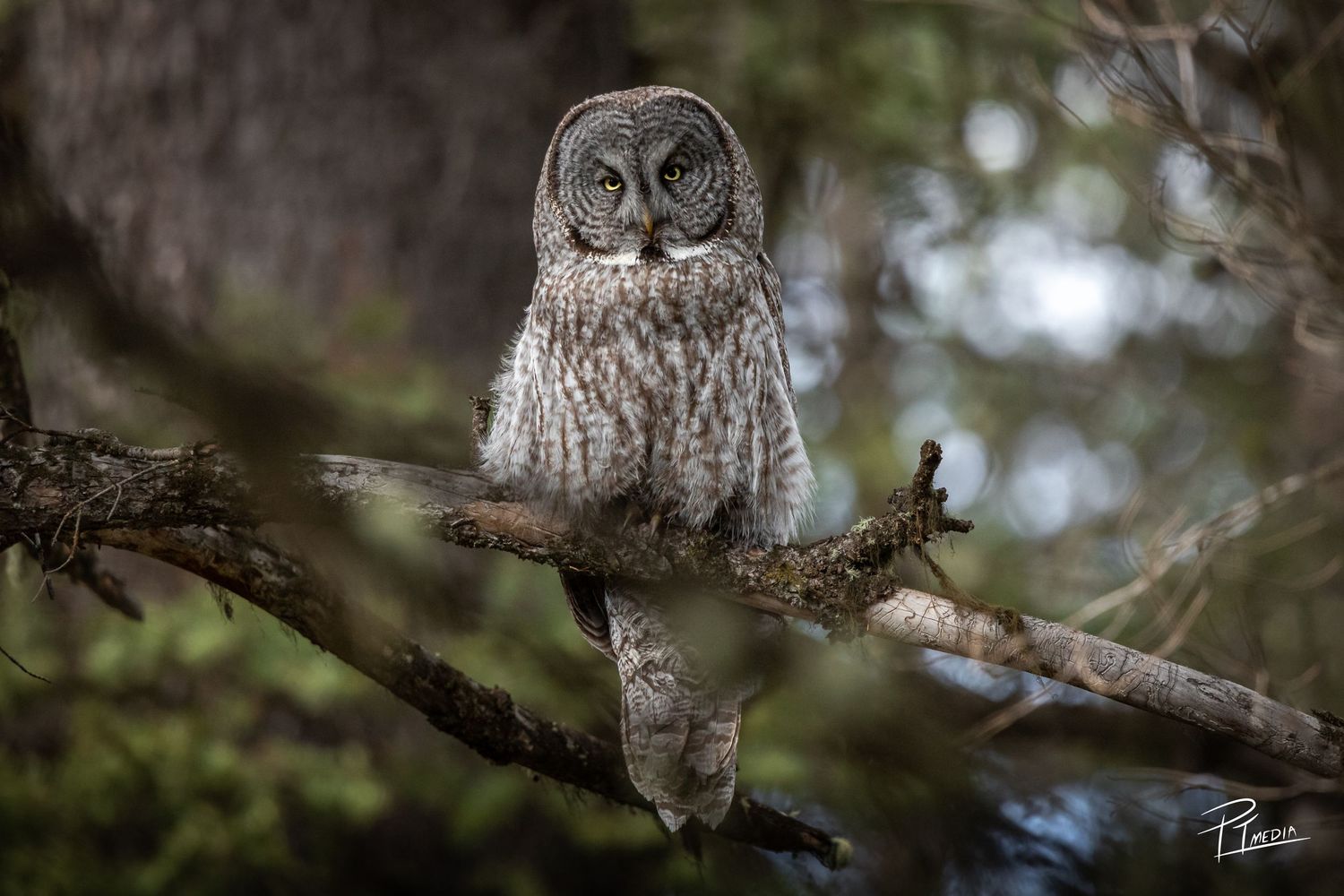 A Great Grey Owl perches on a branch in a forest setting with multiple views showing its distinctive facial features.