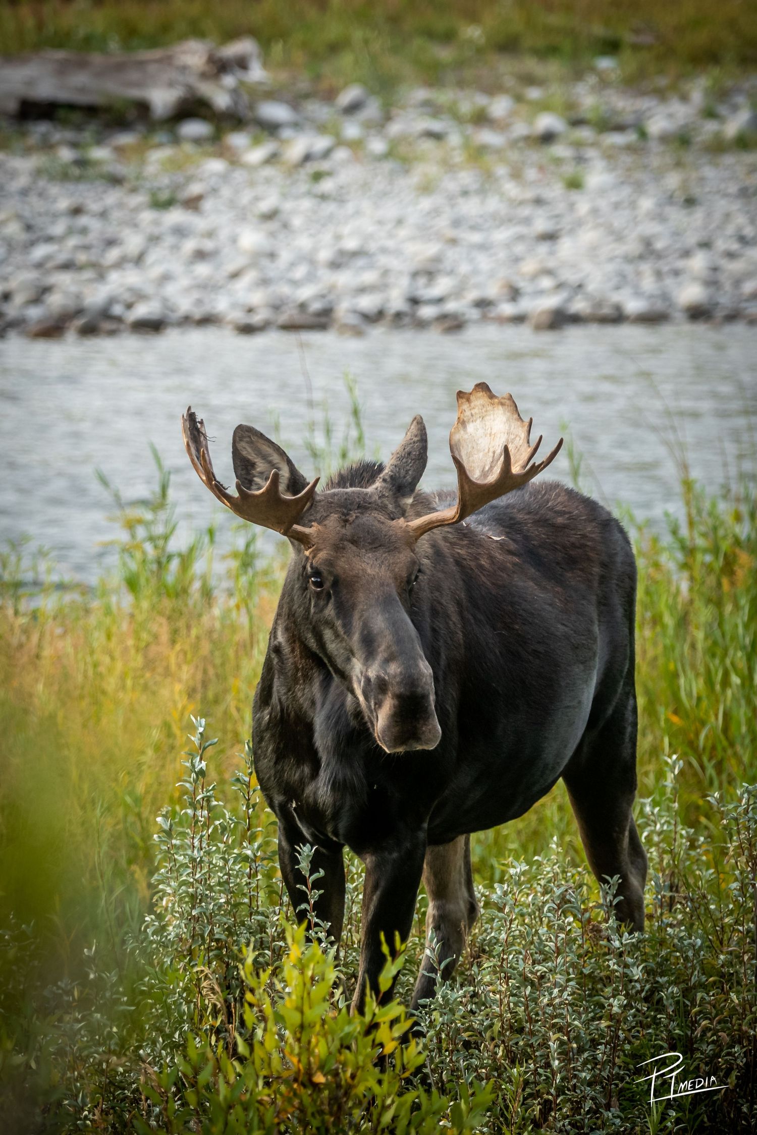 A bull moose grazing in tall grass near a river bank during summer in Alaska.