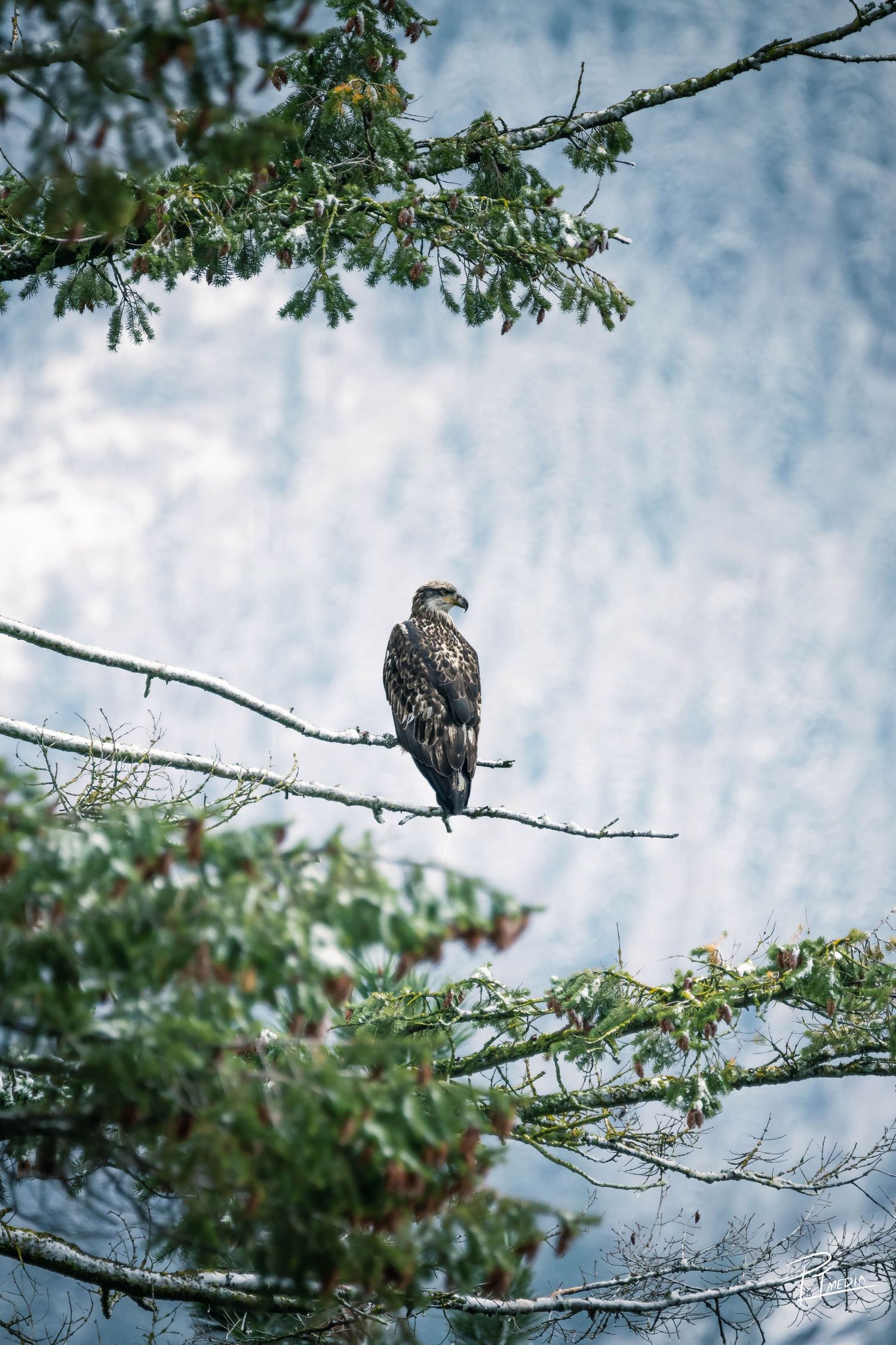 A hawk perches on a snow-covered evergreen branch against a cloudy winter sky.