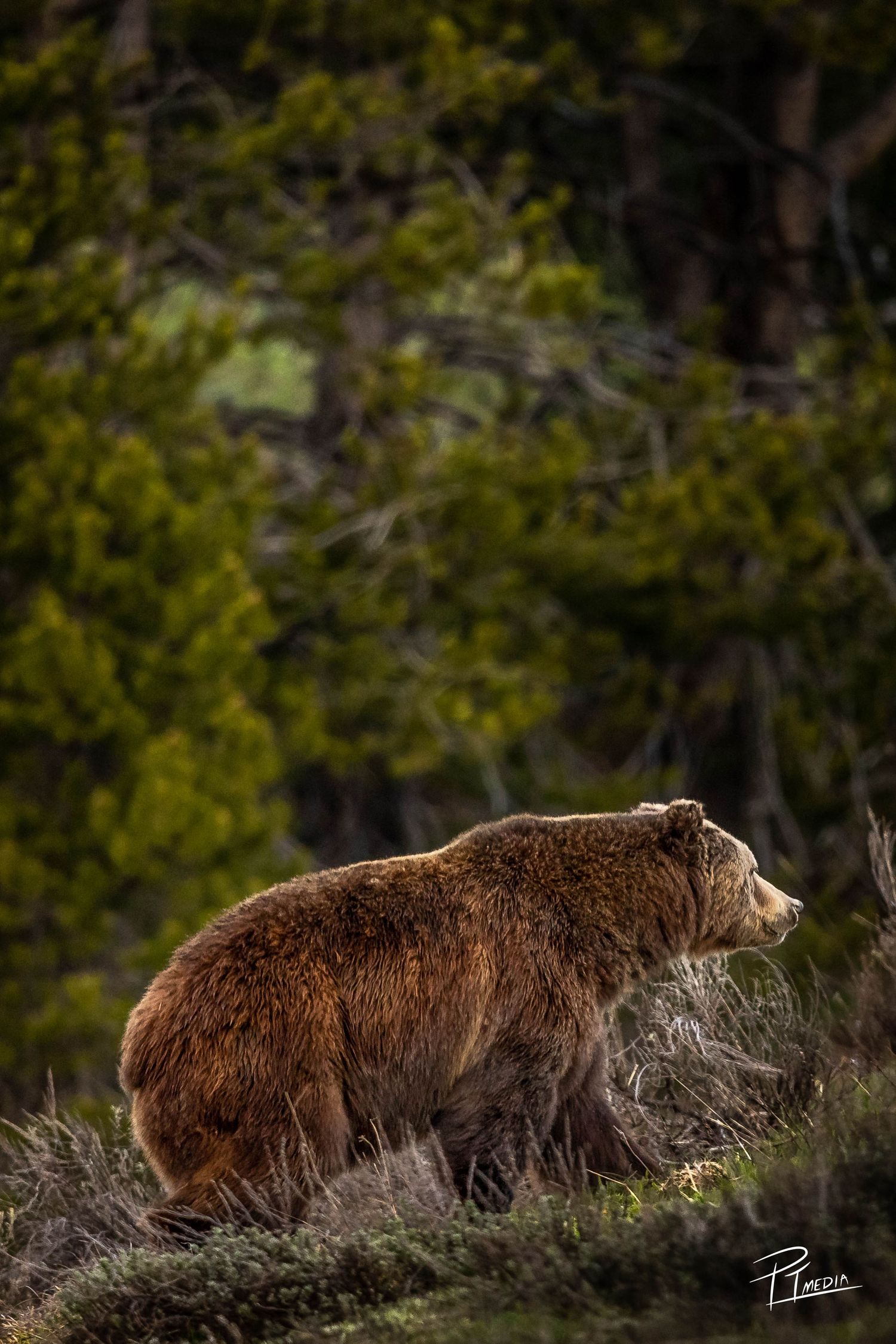 A large brown grizzly bear walks along a hillside in a forest setting with blurred green foliage in the background.
