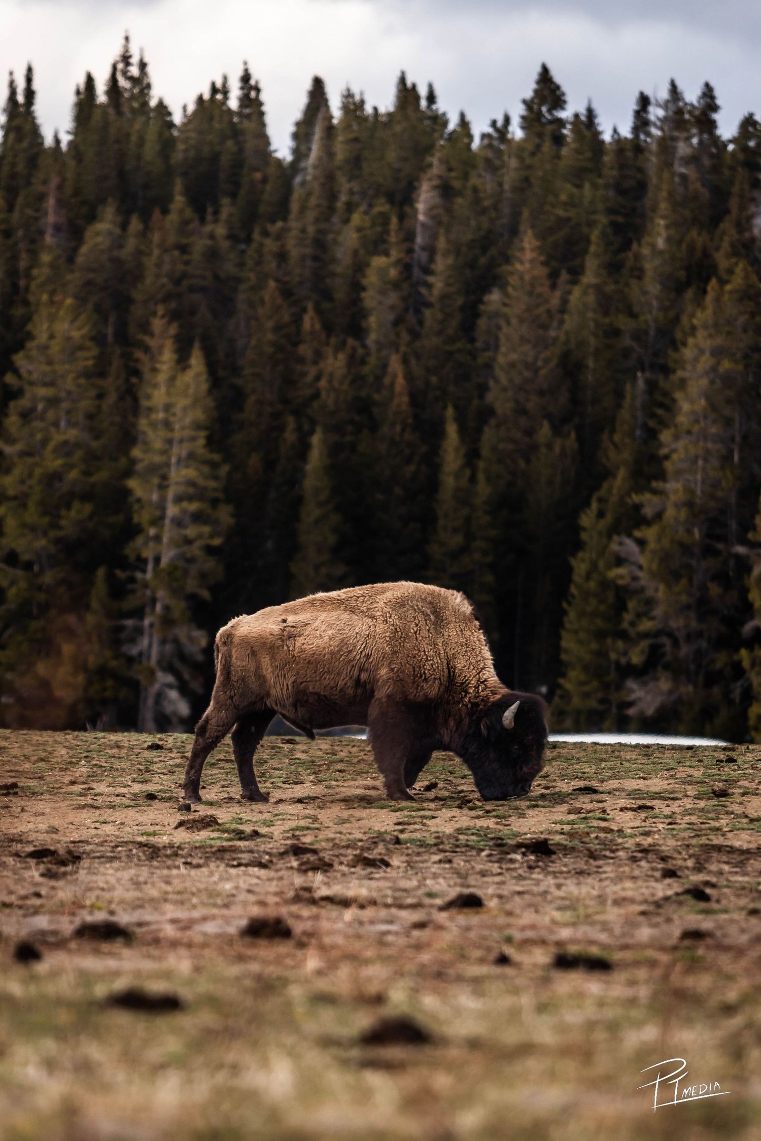 A panoramic sequence shows a solitary bison walking across a snowy field with evergreen forest in the background.