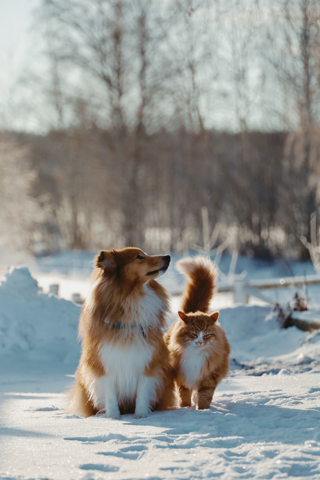 Two fluffy cats playing in deep snow during winter with bare trees in the background.
