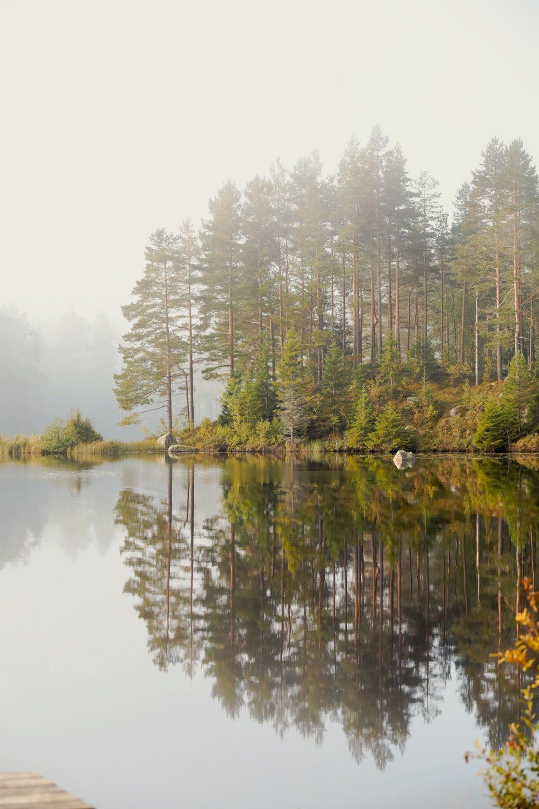 Serene lake landscape with pine trees reflecting perfectly in still waters on a misty morning.