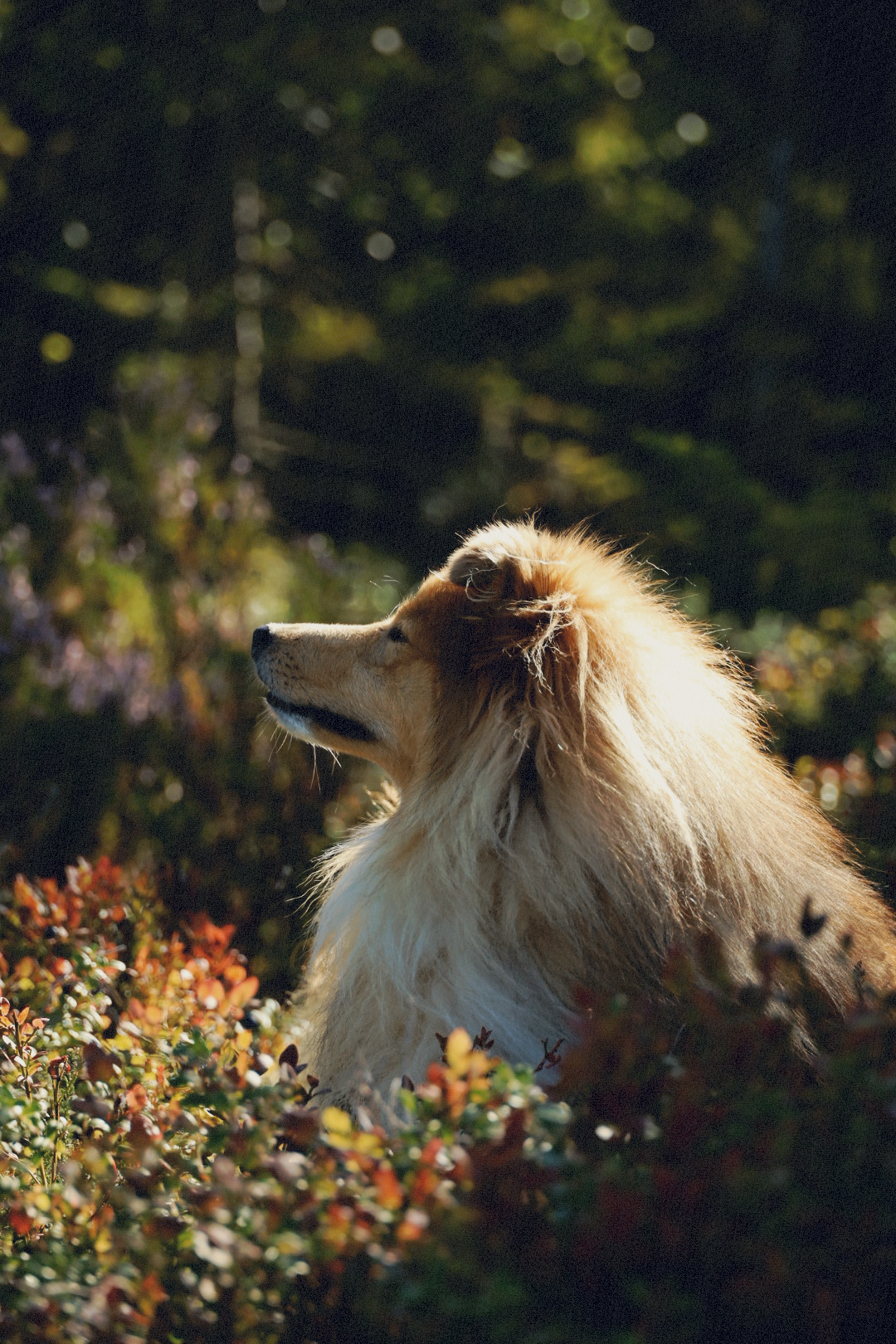 Close-up view of a dog's face with cream colored fur in a garden with colorful flowers.