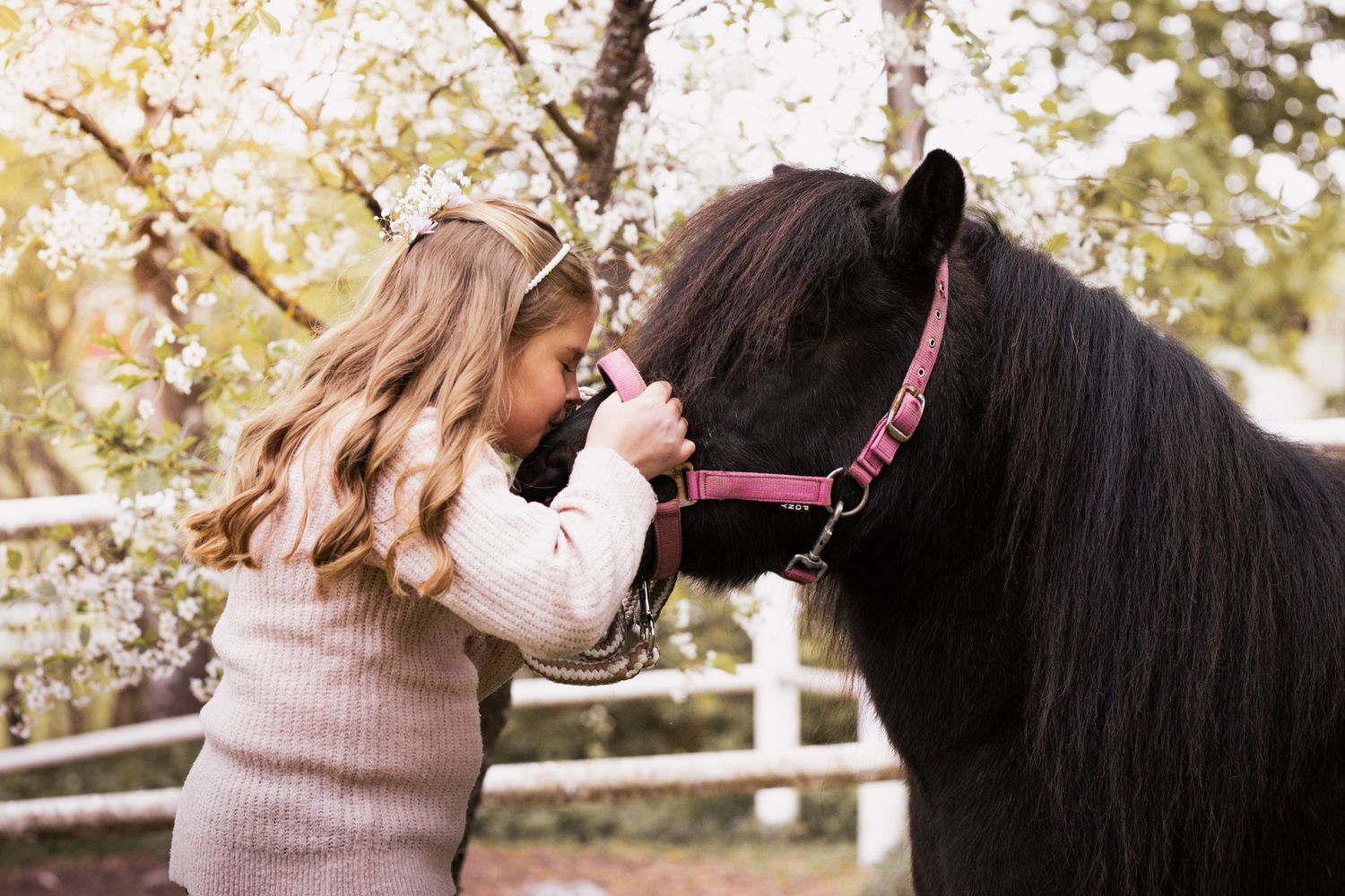 A young child in a pink sweater gently touches noses with a black pony wearing a red halter among spring blossoms.