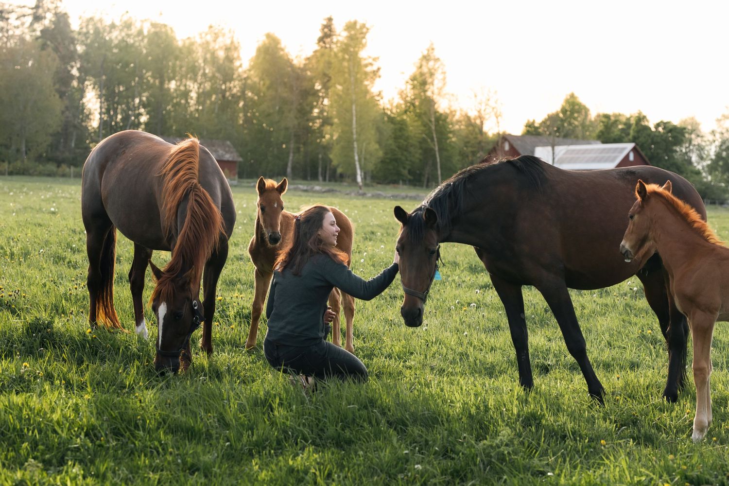 Multiple horses grazing in a sunlit meadow while being visited by people.