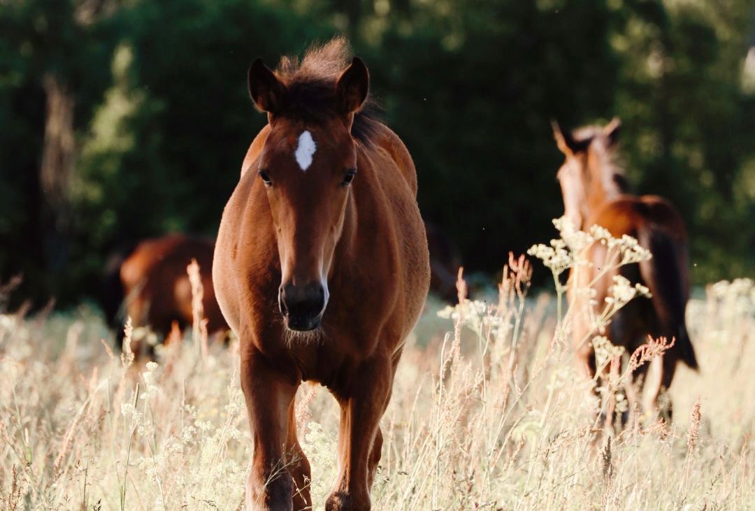 Brown horses grazing in tall golden grass during sunset.