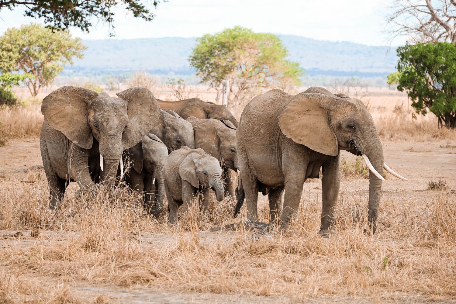 A herd of African elephants walking together through dry savanna grassland.