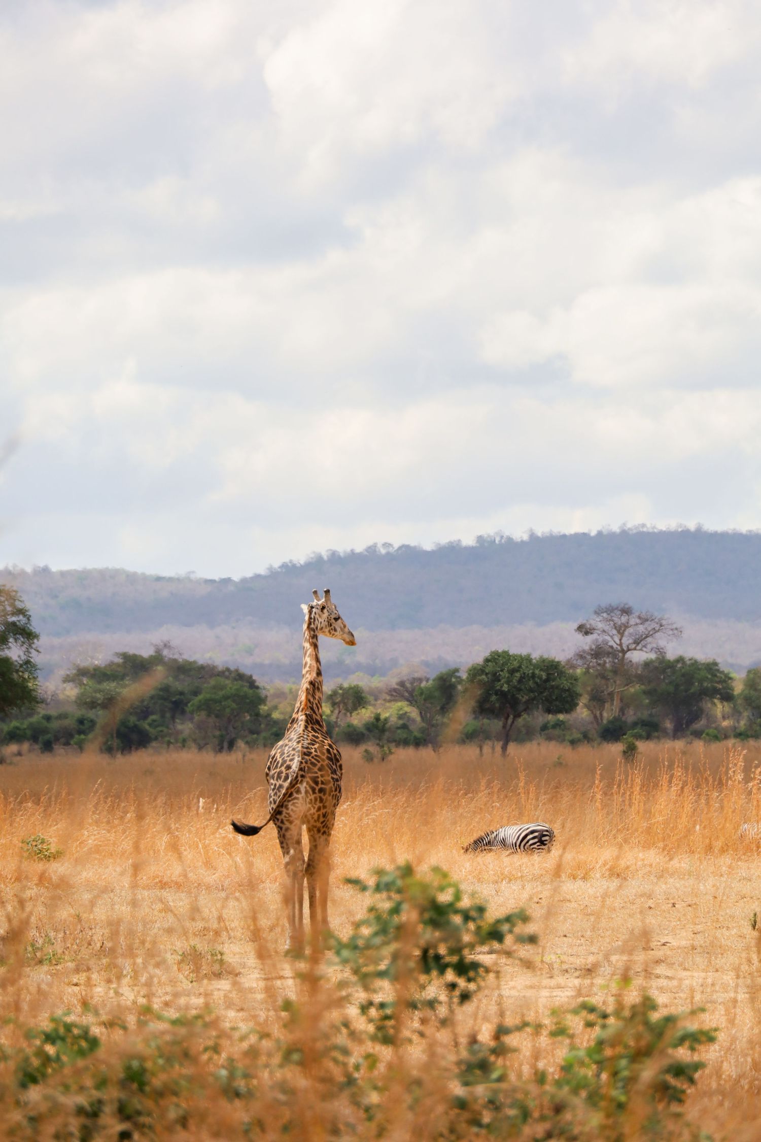 Giraffes standing in golden grassland with mountains visible in the background.