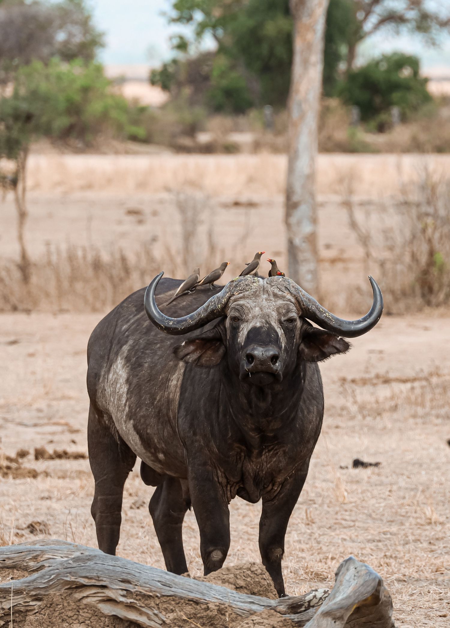 Cape buffalo standing together in arid African terrain with birds perched on their backs.